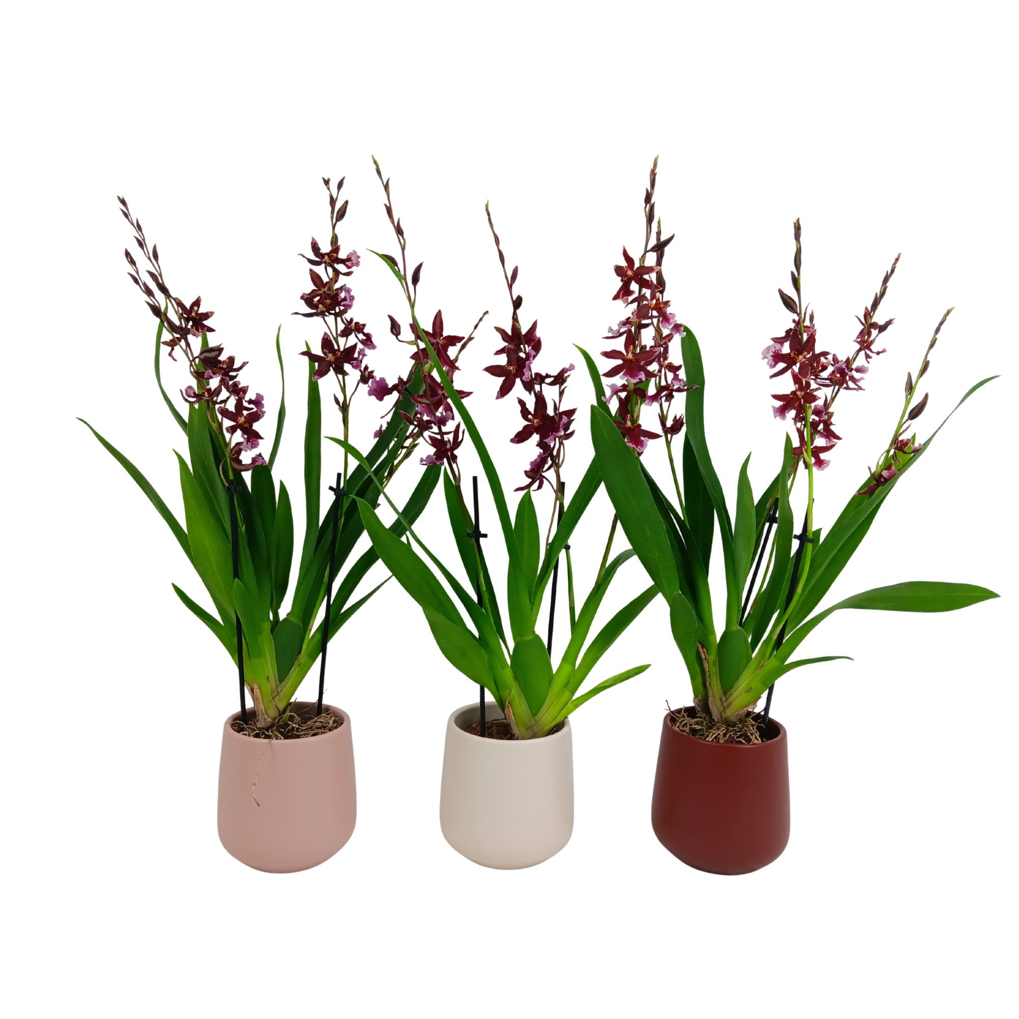 Inca Cambria Barrocco Red 3-4 spike in De Luxe ceramics Ø11,5, D 9