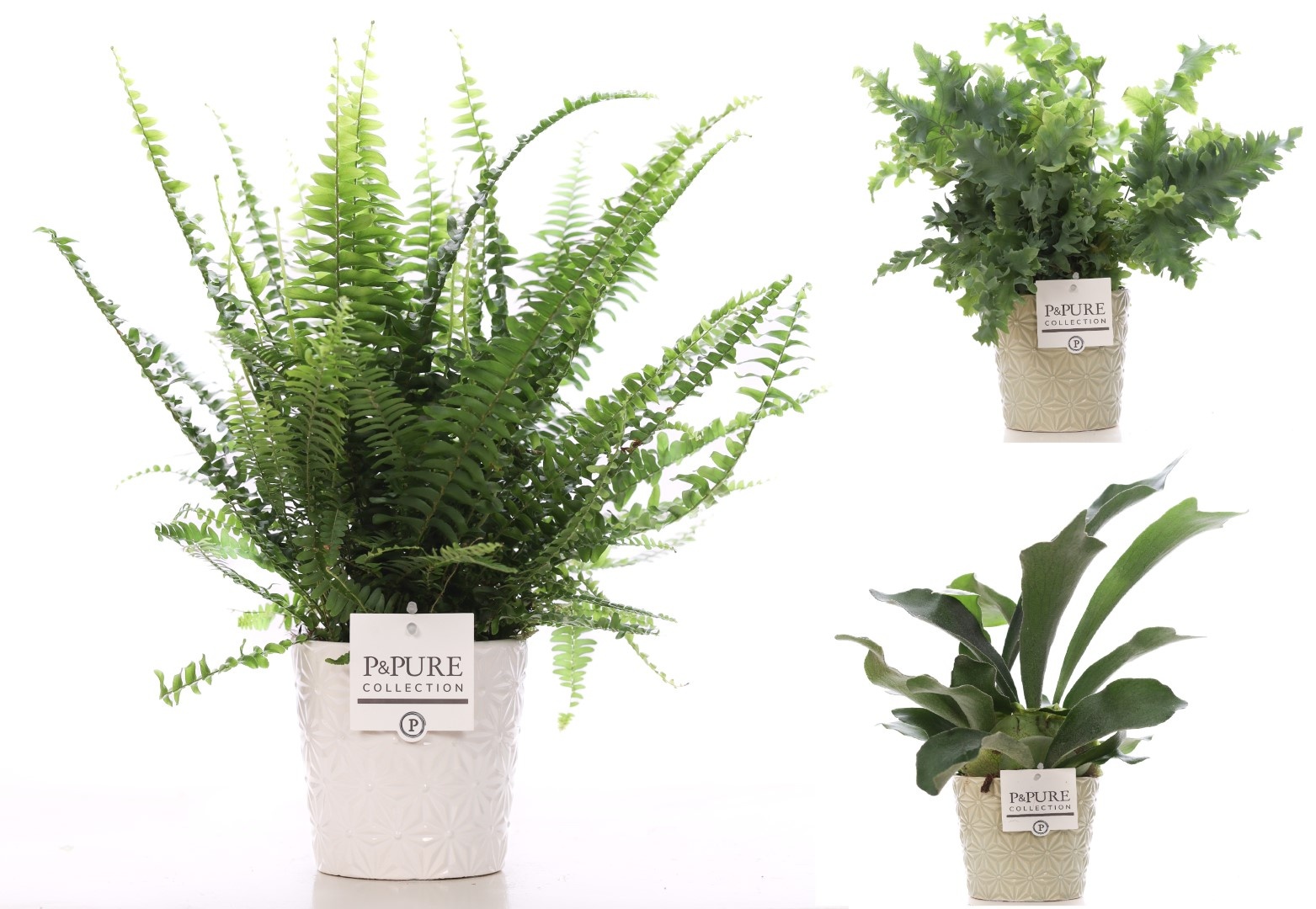 Varens gemengd in P&PURE Juliette ceramics ass. 2, D 12