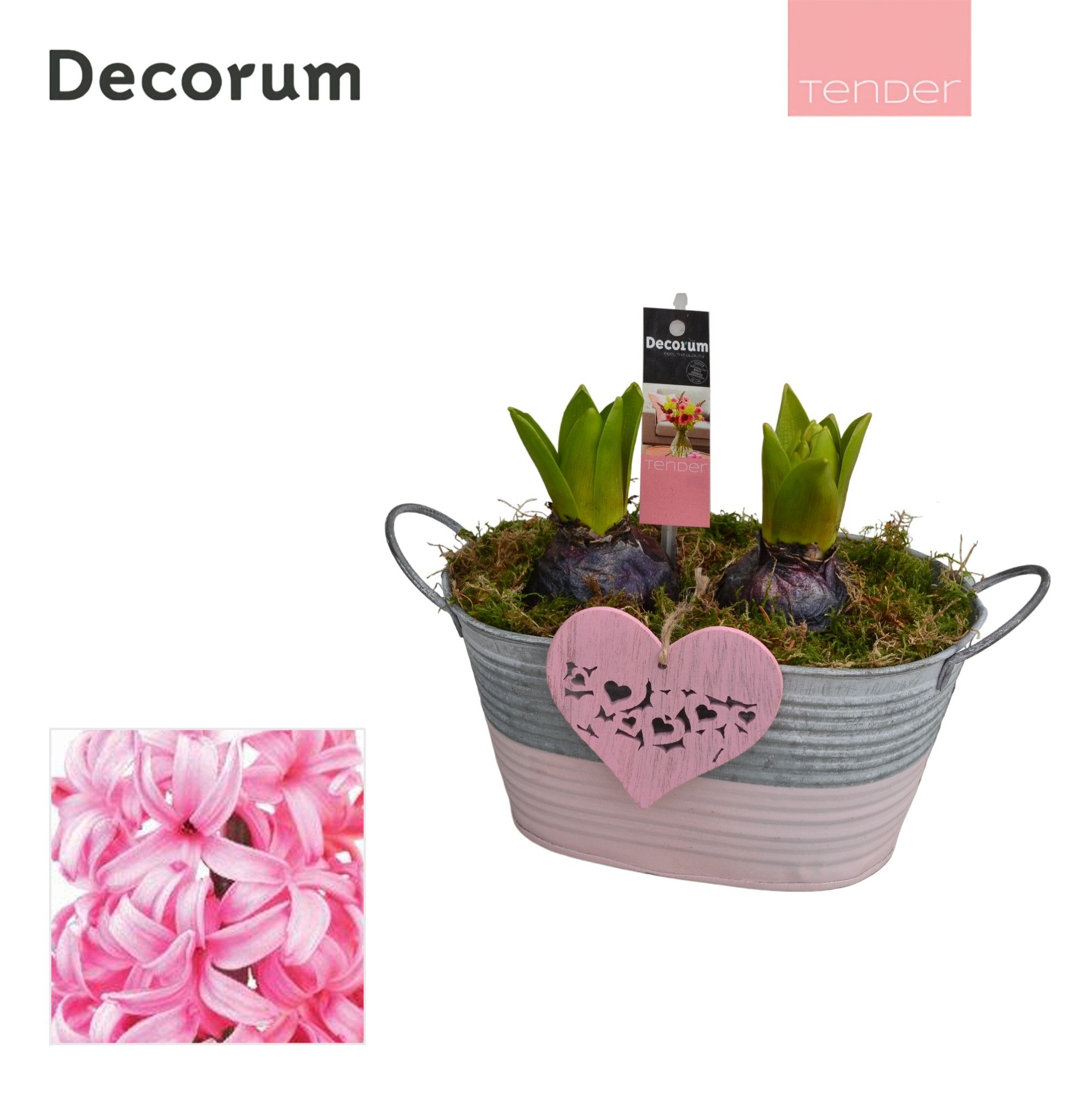 Hyacint Duo Zink HL11704PP [TENDER], D 15