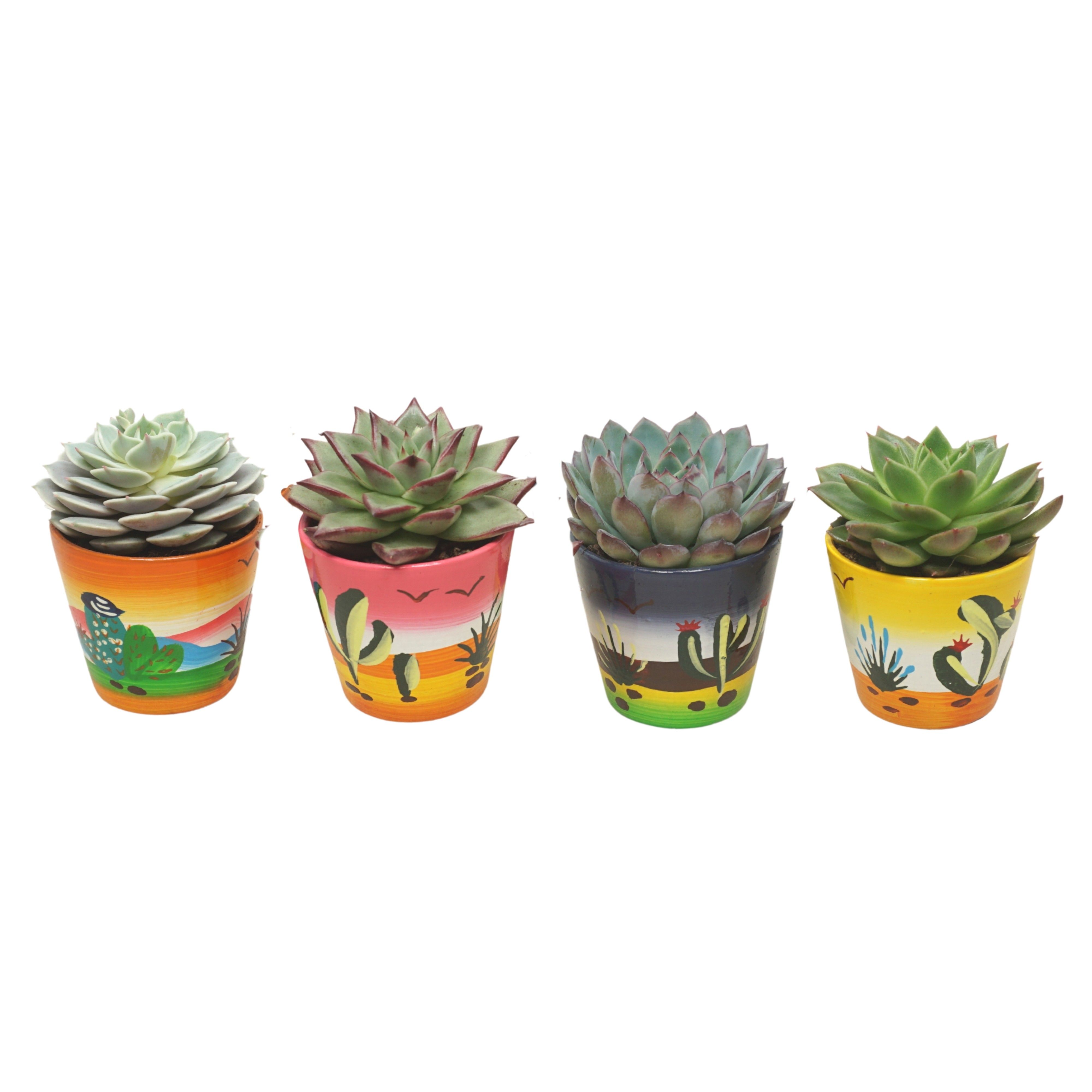 Echeveria mix in 8 cm 'Decorpotje', D 7