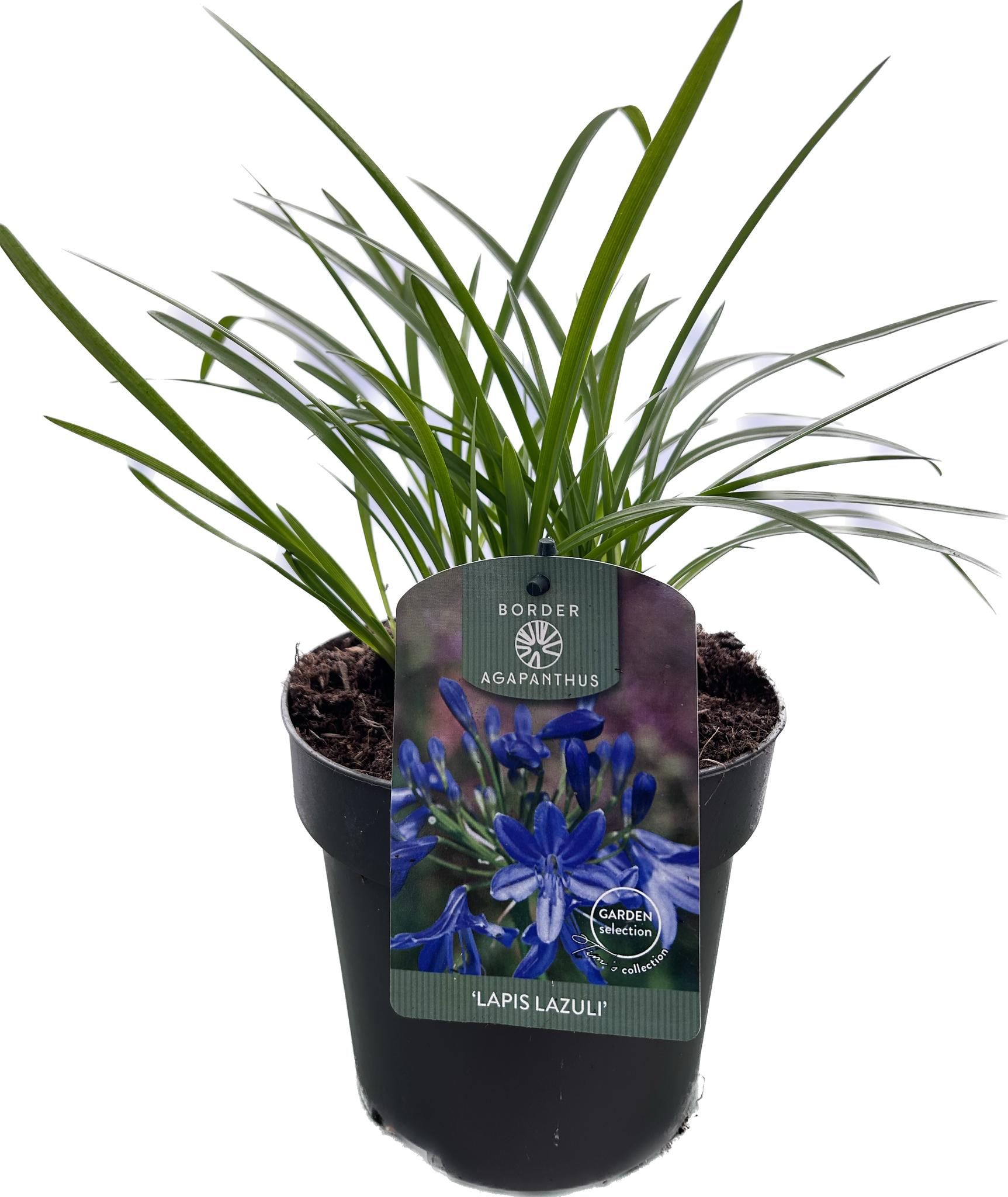 Agapanthus 'Lapis Lazuli' P17 EVERGREEN, D 17
