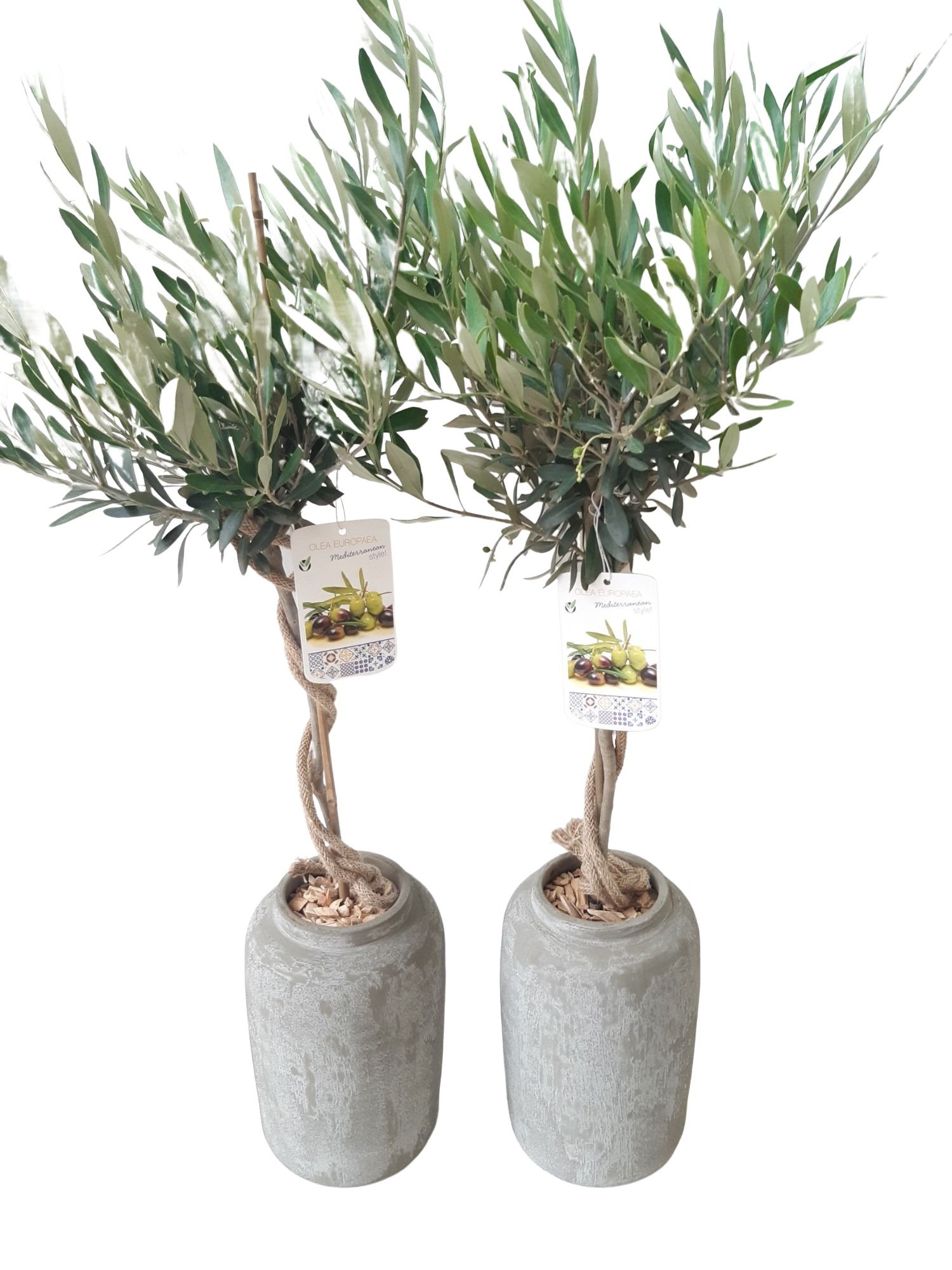 RGV17OLE Rude Grey Vase D17H90 Olea Europe, D 17