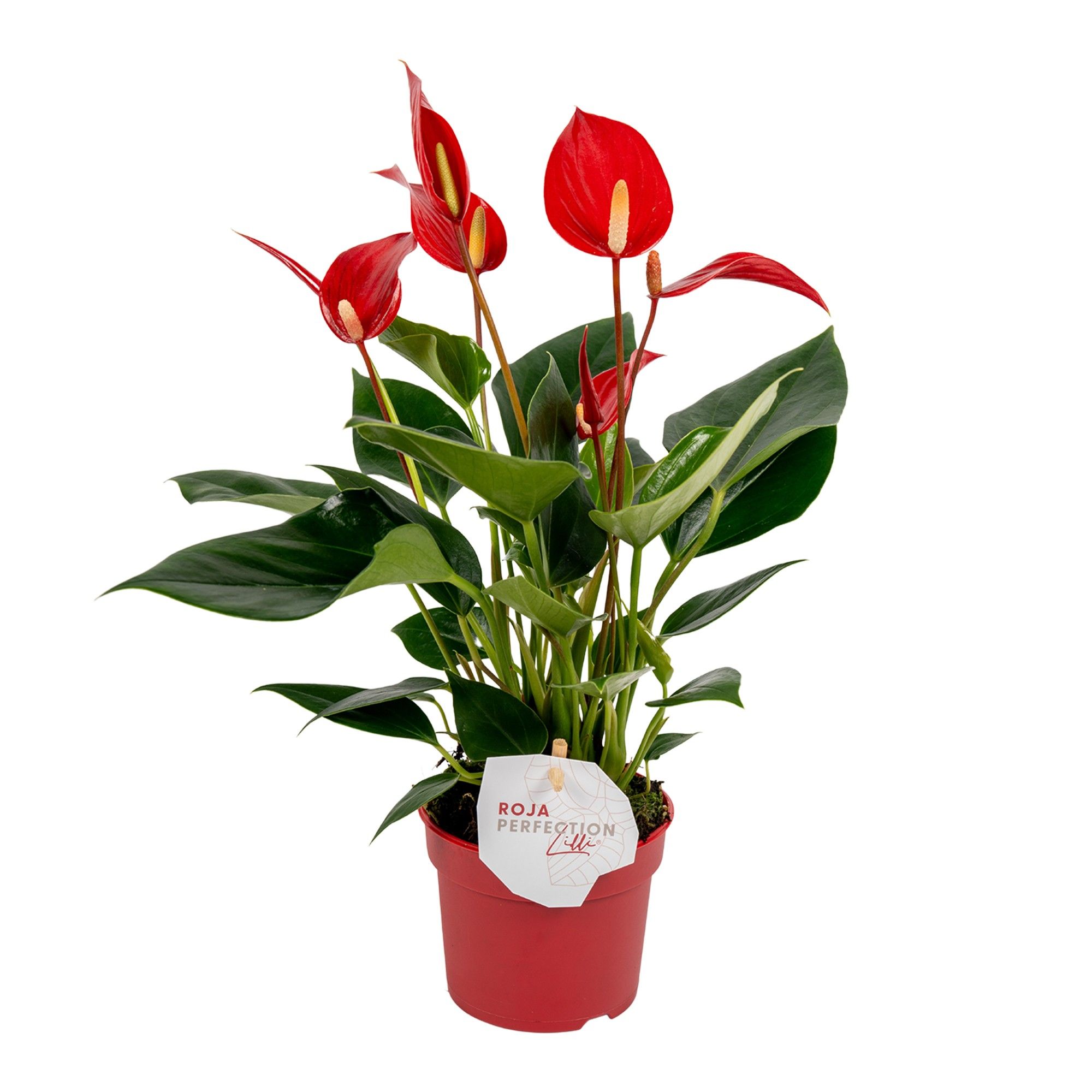 Anthurium 9 cm Lilli Red, D 9