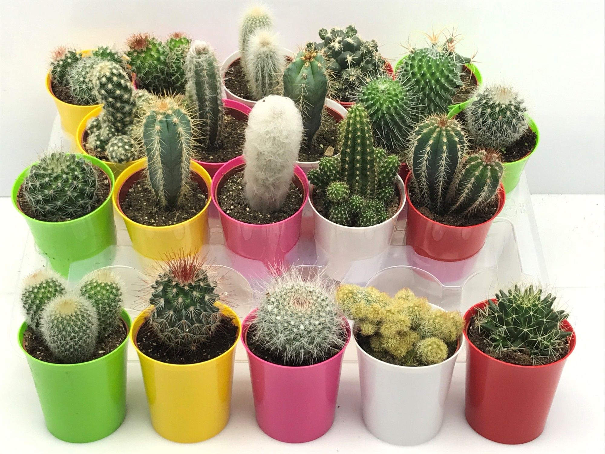 347 Cactus kameleon pot 6,5 cm, D 7,5