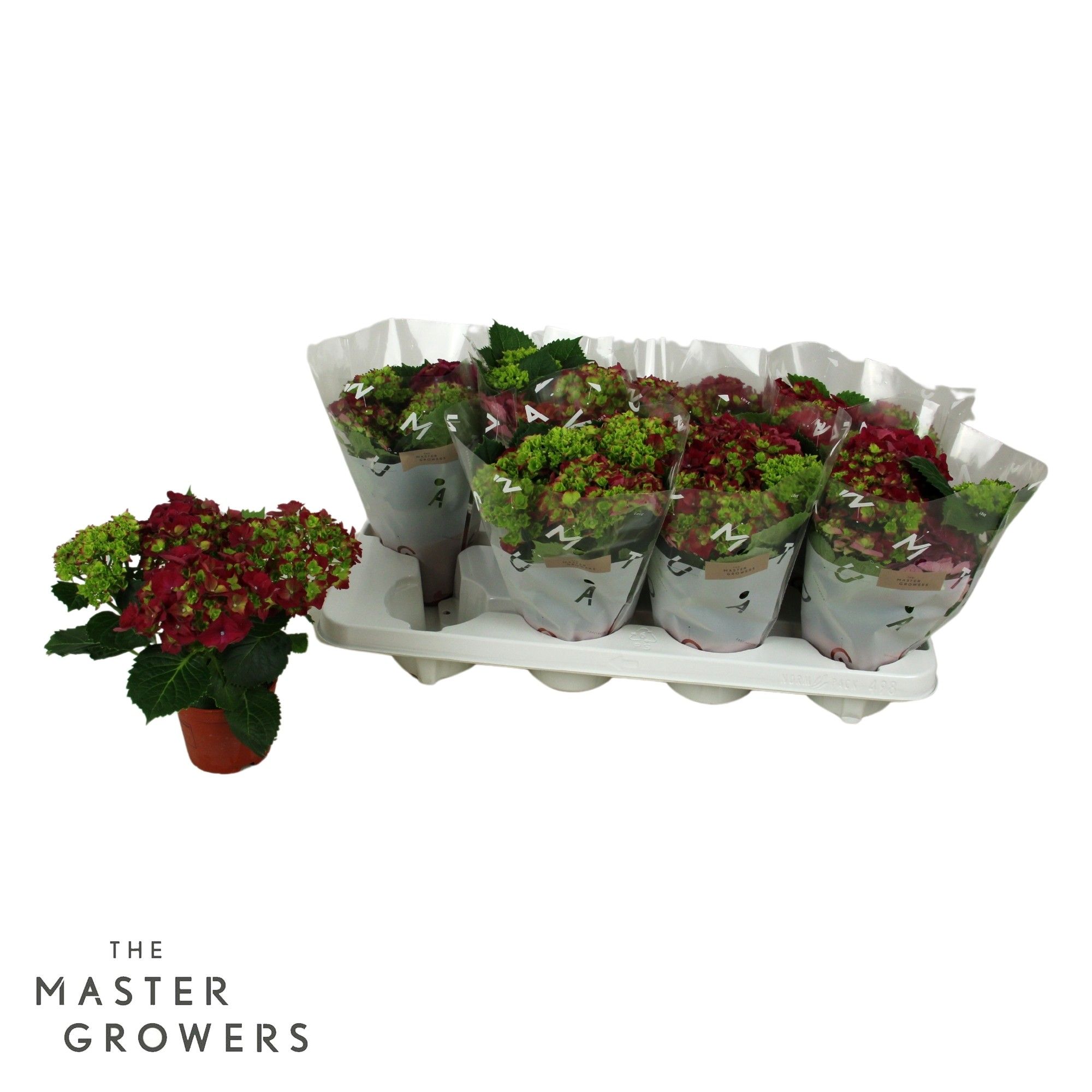 Hydrangea macr. 10cm Rood 3+bloem, D 10