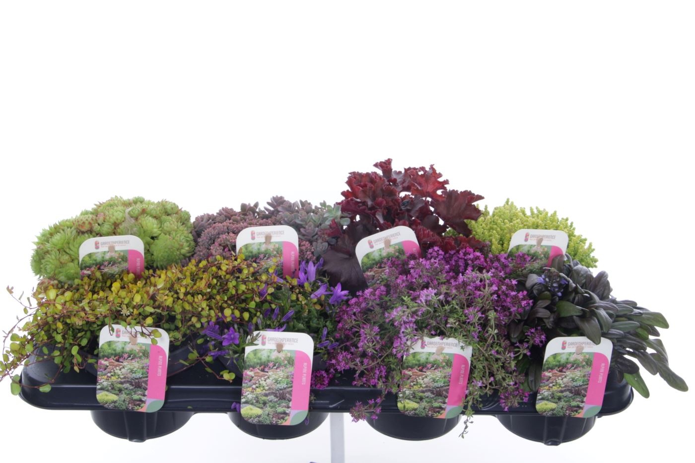 Rotsplanten mix, D 13