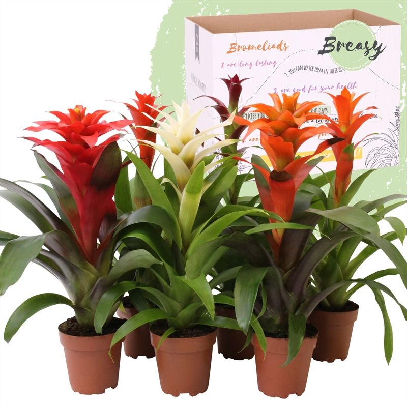 Guzmania Classic - 12cm | Mimesis, D 12