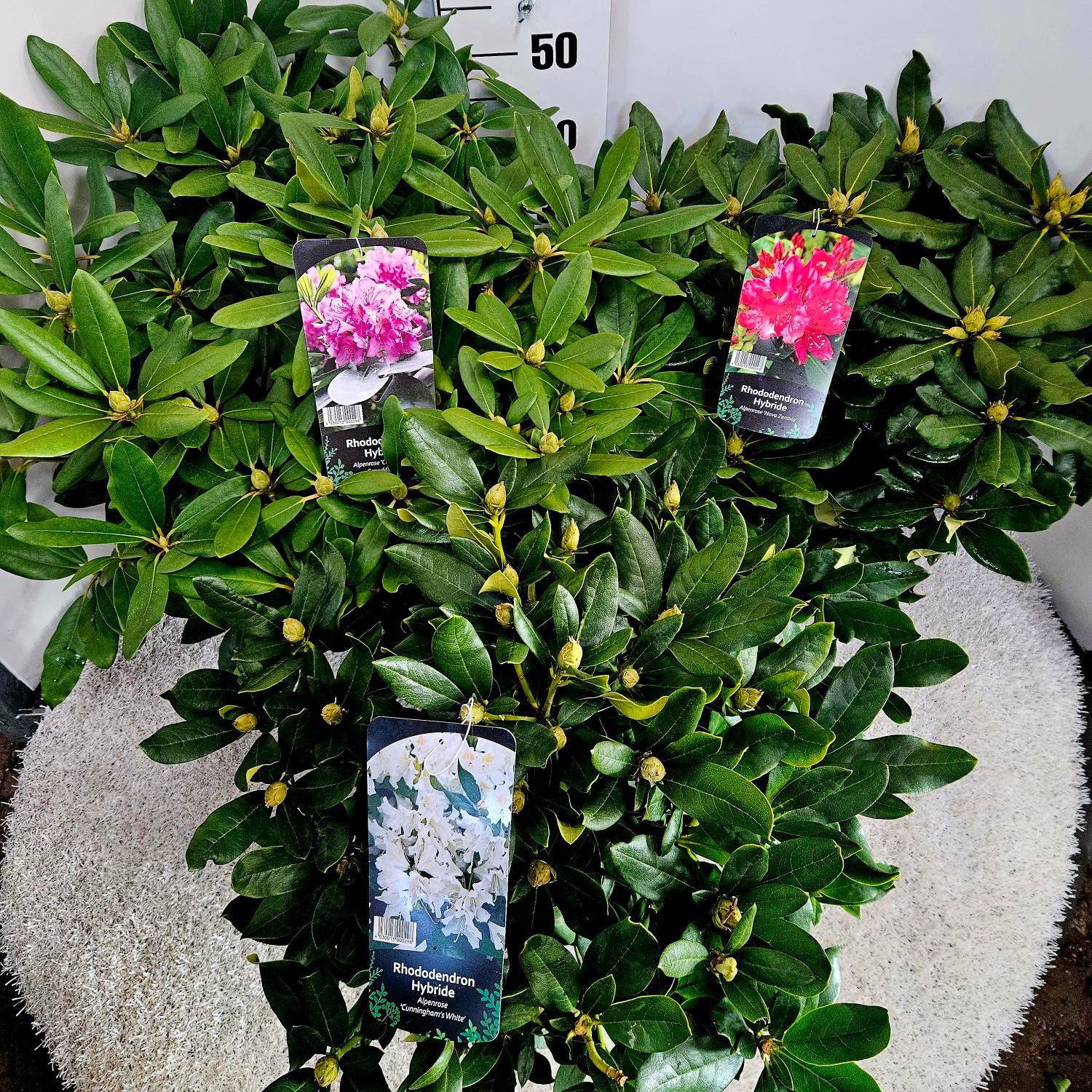 Rhododendron Hybriden i.S. PG1, D 23