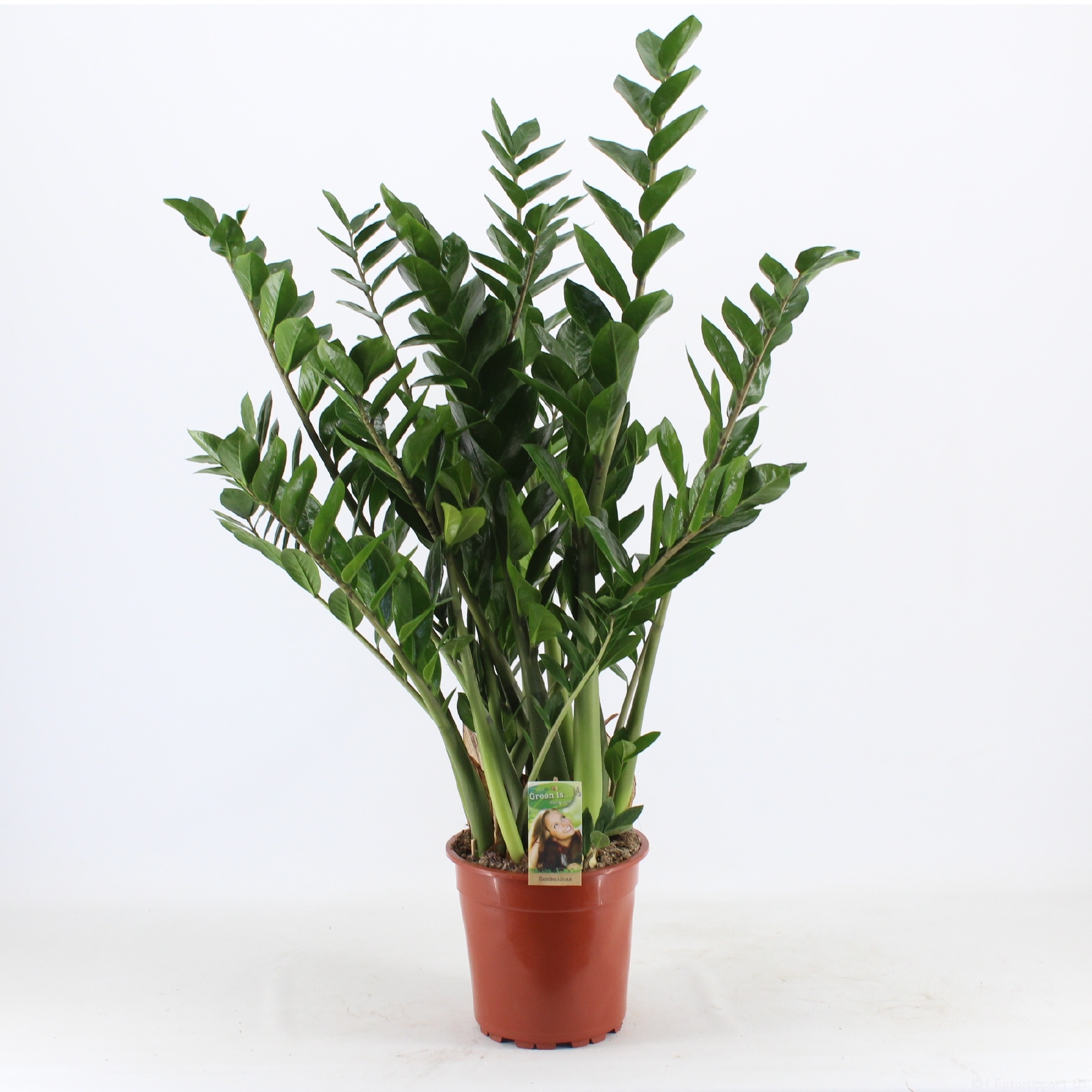 Zamioculcas, D 24