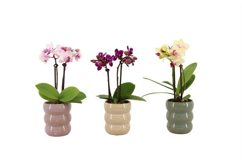 Liam p06 keramiek Tiny Dolls mix 2T10+ Aqu@, D 6