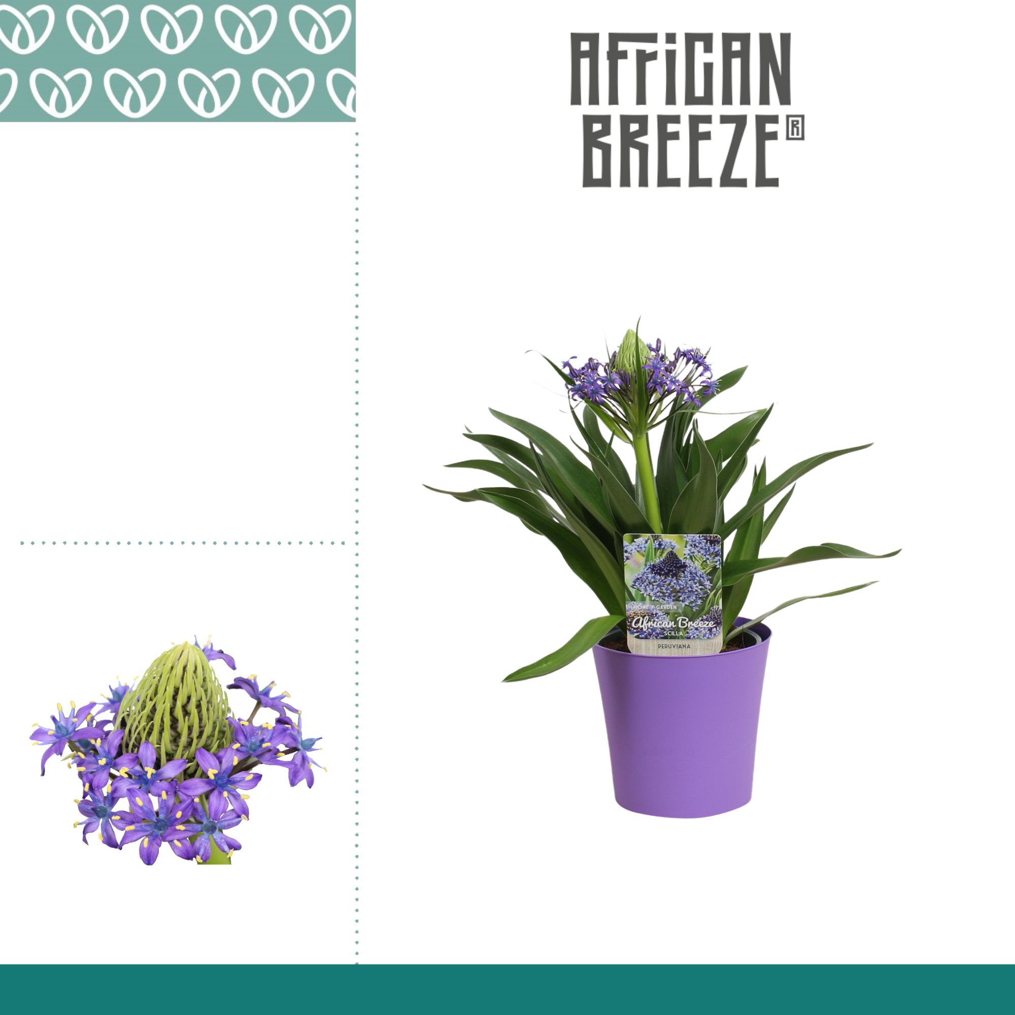 Scilla Peruviana in Ompot Linge, D 12