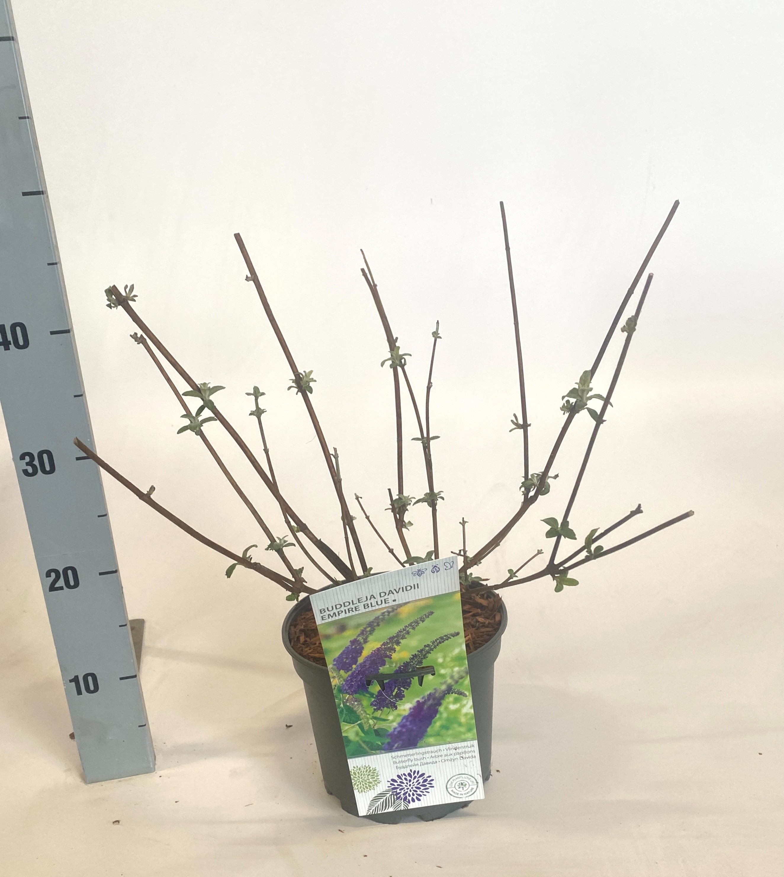 Buddleja davidii 'Empire Blue', D 19