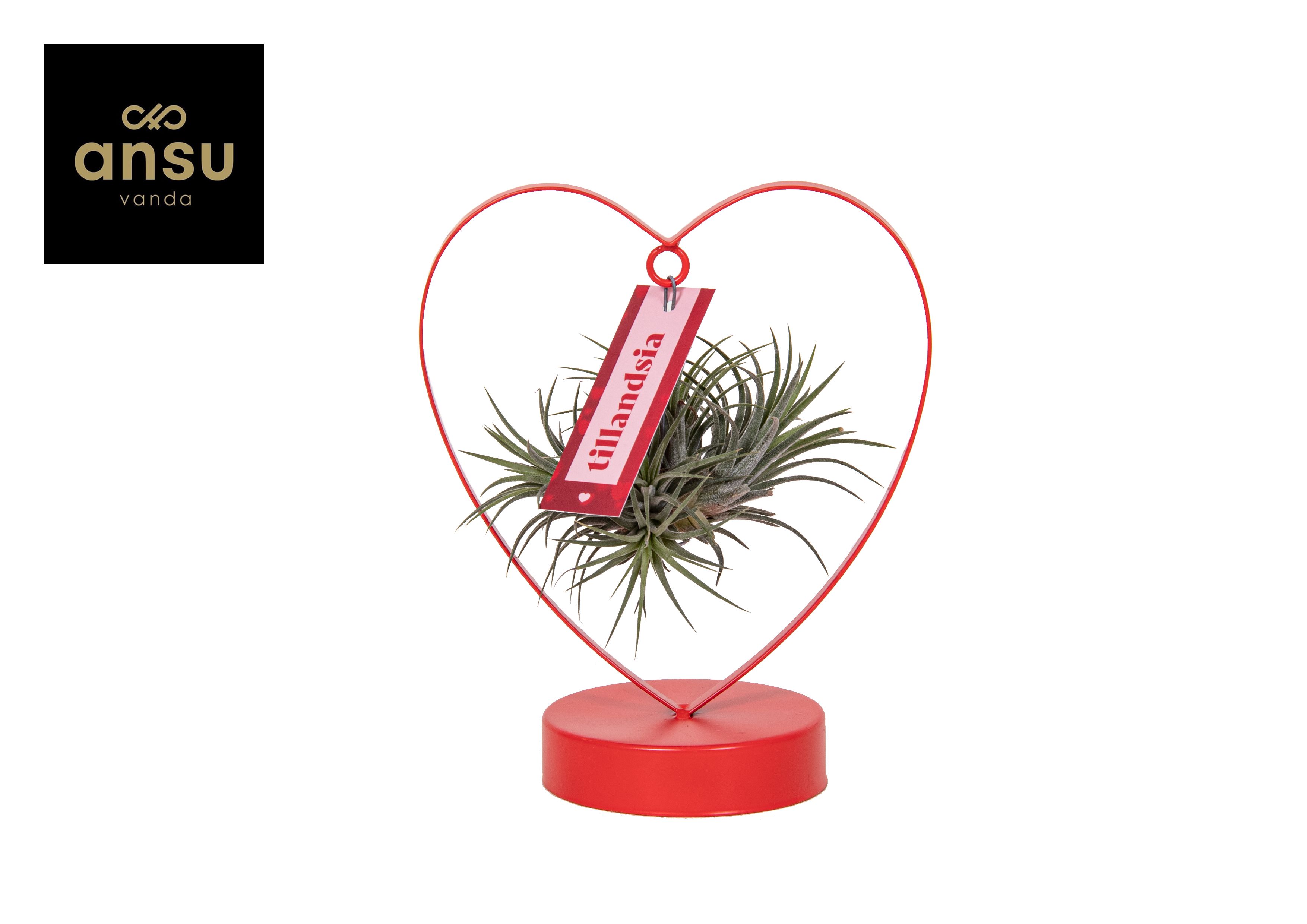 Tillandsia Love Edition, D 10,5