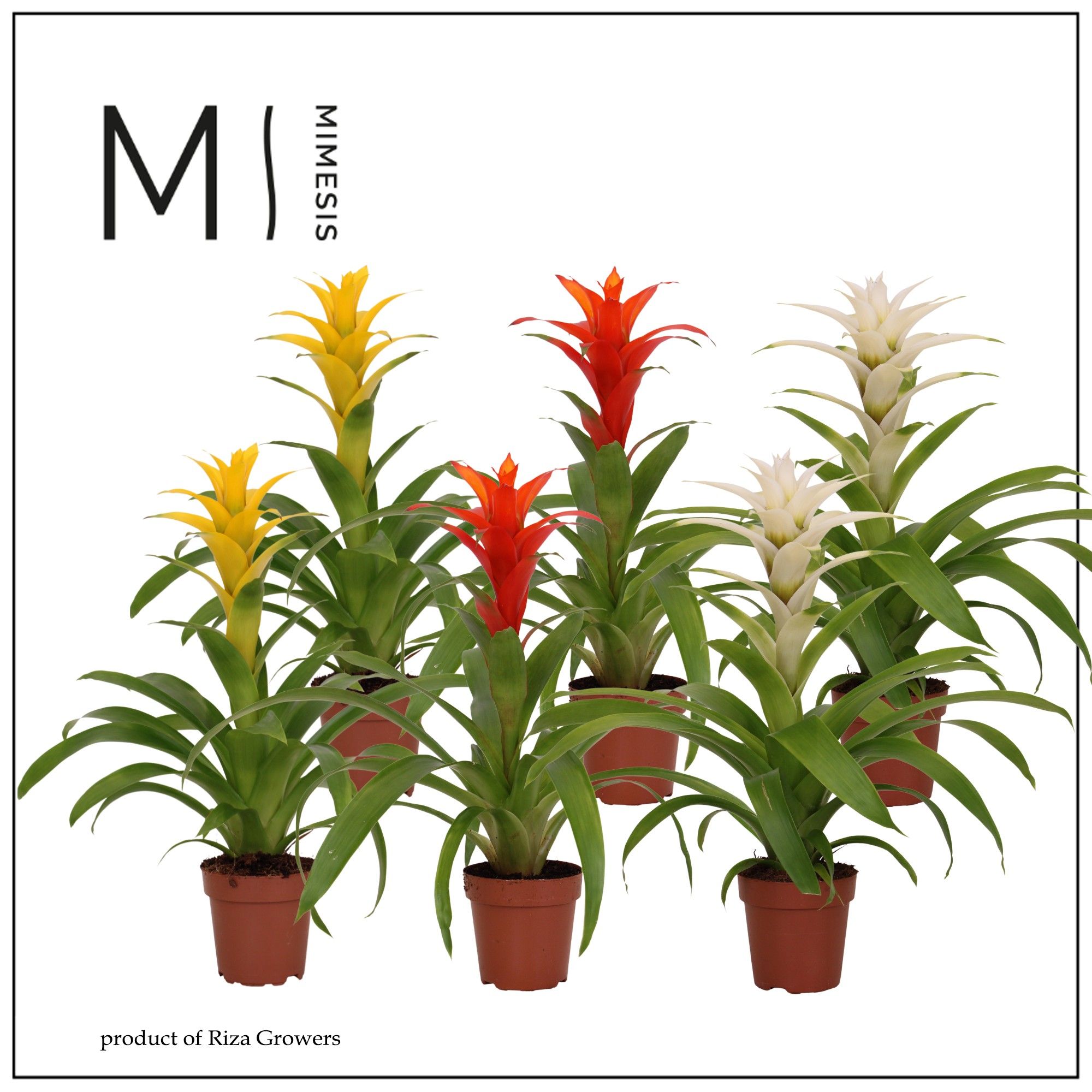 Guzmania Modern - 12cm | Mimesis, D 12