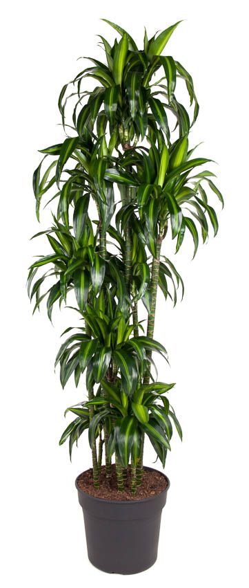 Dracaena Hawaiiana 150-carrousel, D 40