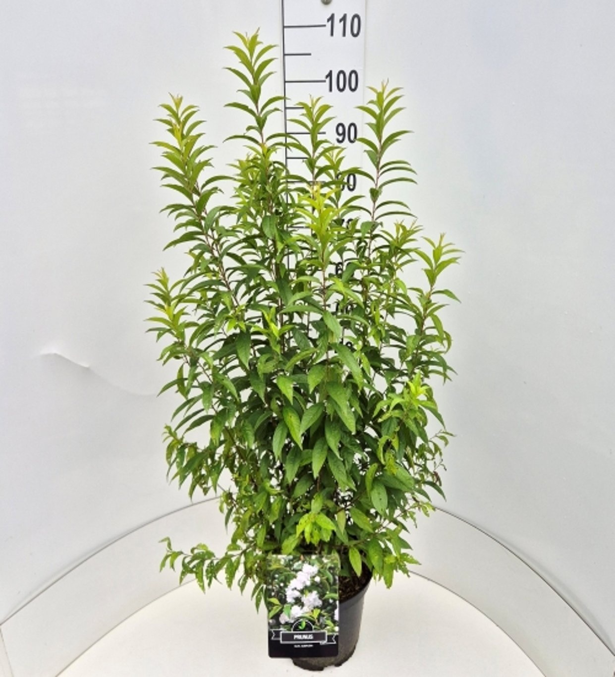 Prunus glandulosa 'Alba Plena', D 28