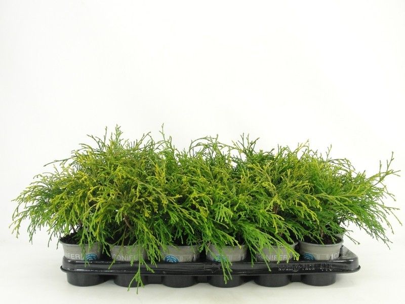 Chamaecyparis pisifera 'Sungold', D 9