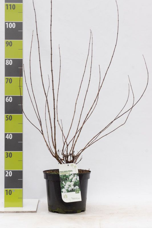 Philadelphus 'Snowbelle' C 7,5, D 27