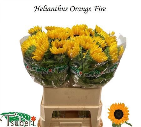 Гелиантус Оранж Фае 80 (оранж.), шт.