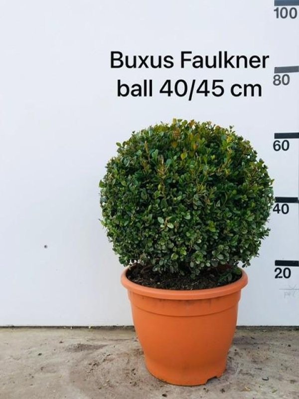 Buxus micr. 'Faulkner', bol, D 30