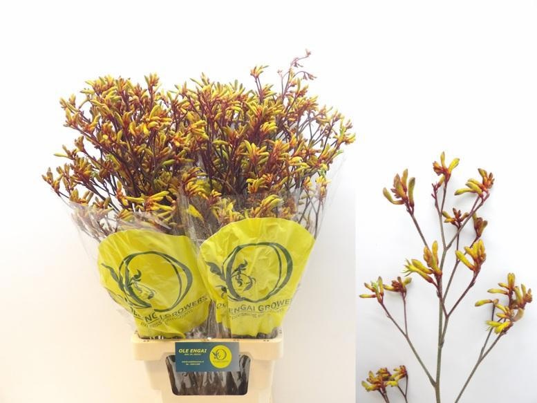 Анигозантус Оранж Вельвет 90 (оранж.), шт.