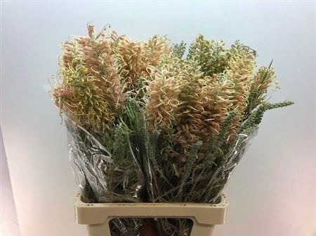 Гревиллея Канберра Микс 70, шт.