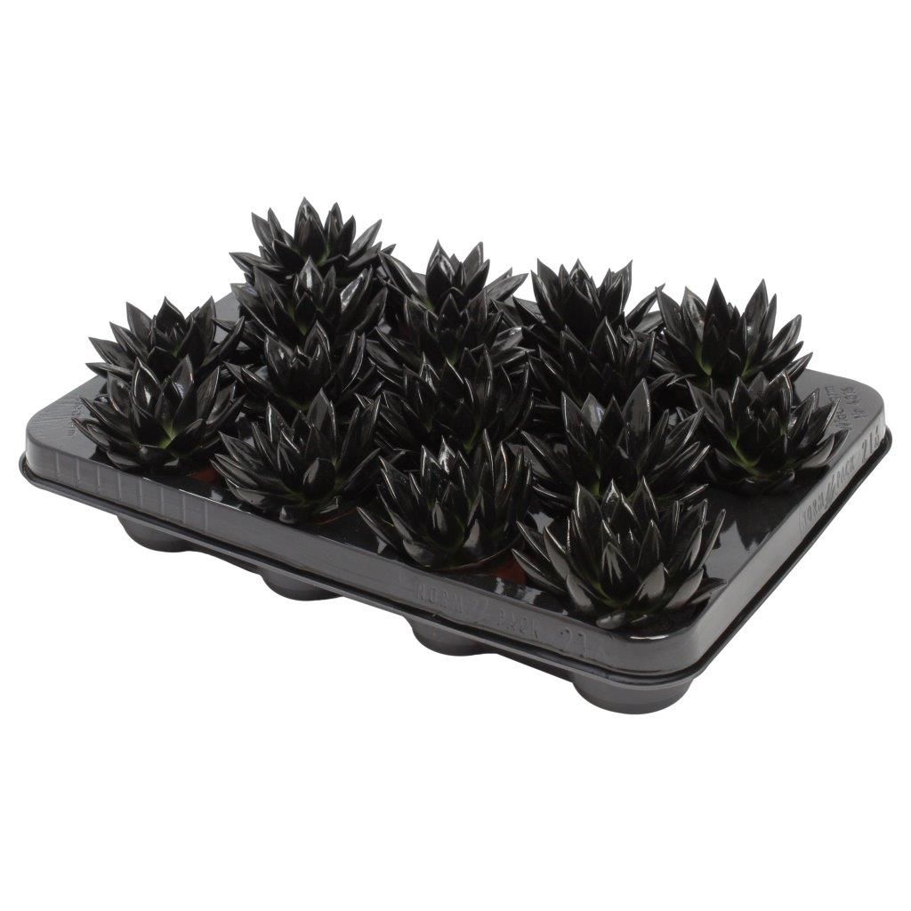 Miranda coloured black, D 6