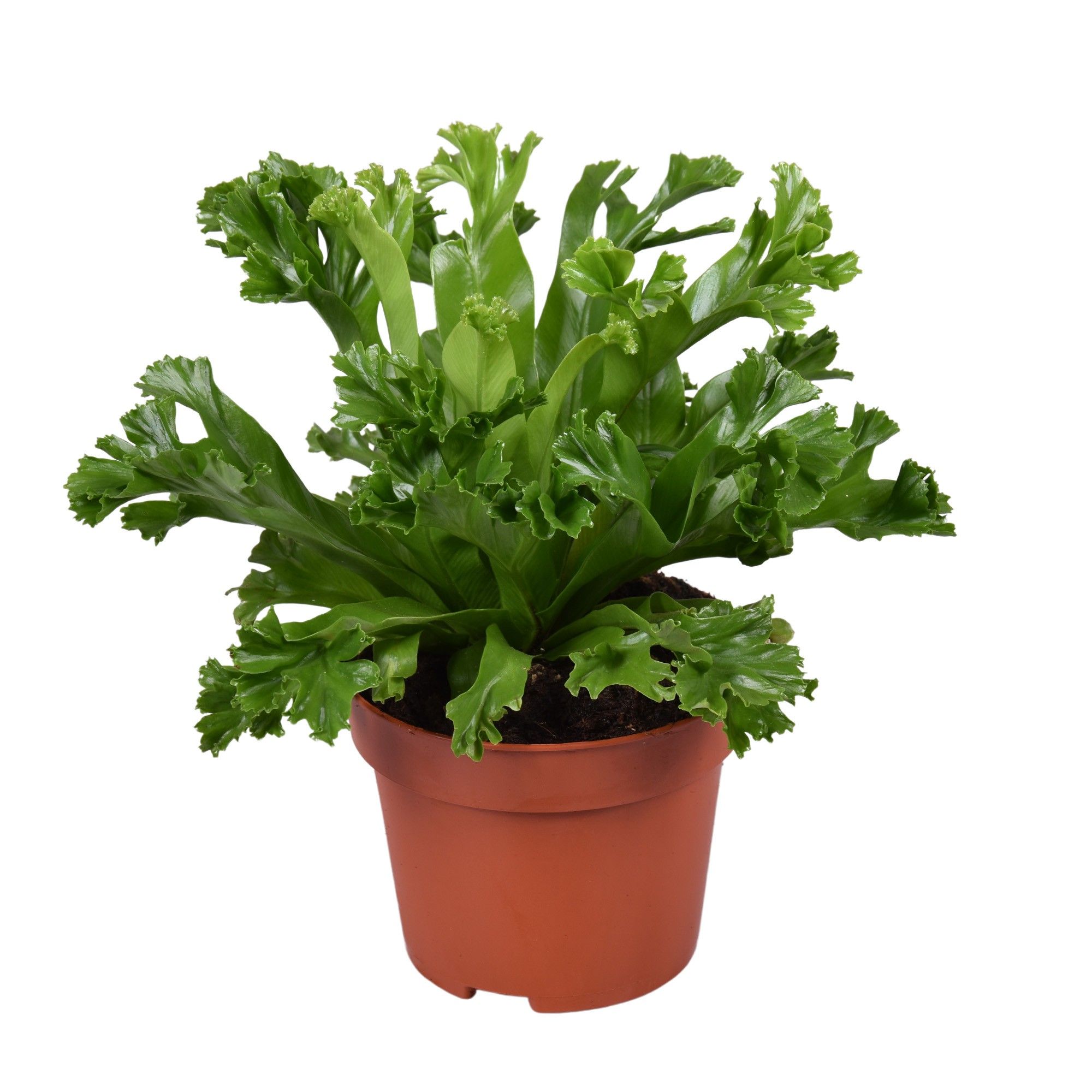Asplenium Lesly, D 12