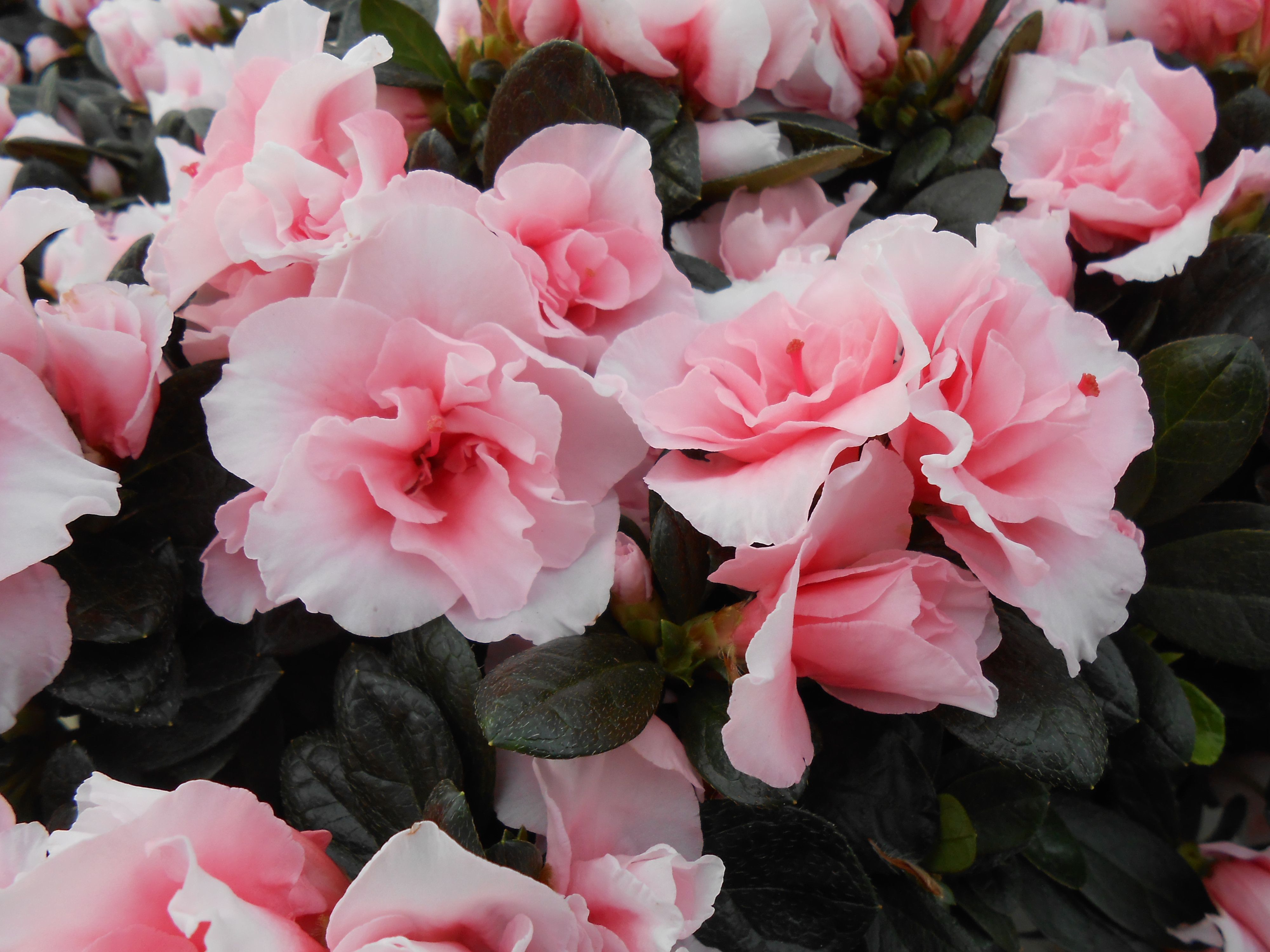 Rhododendron simsii T15 Champagne, D 15