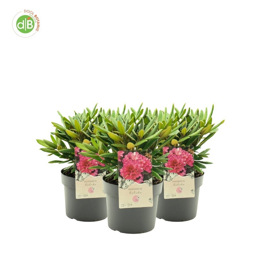 Rhododendron (Y) 'Kalinka', D 19