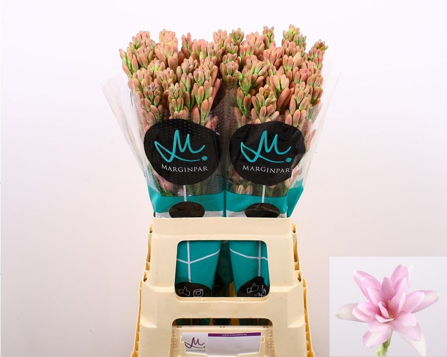 Полиантус Эль Пинк 70, шт.