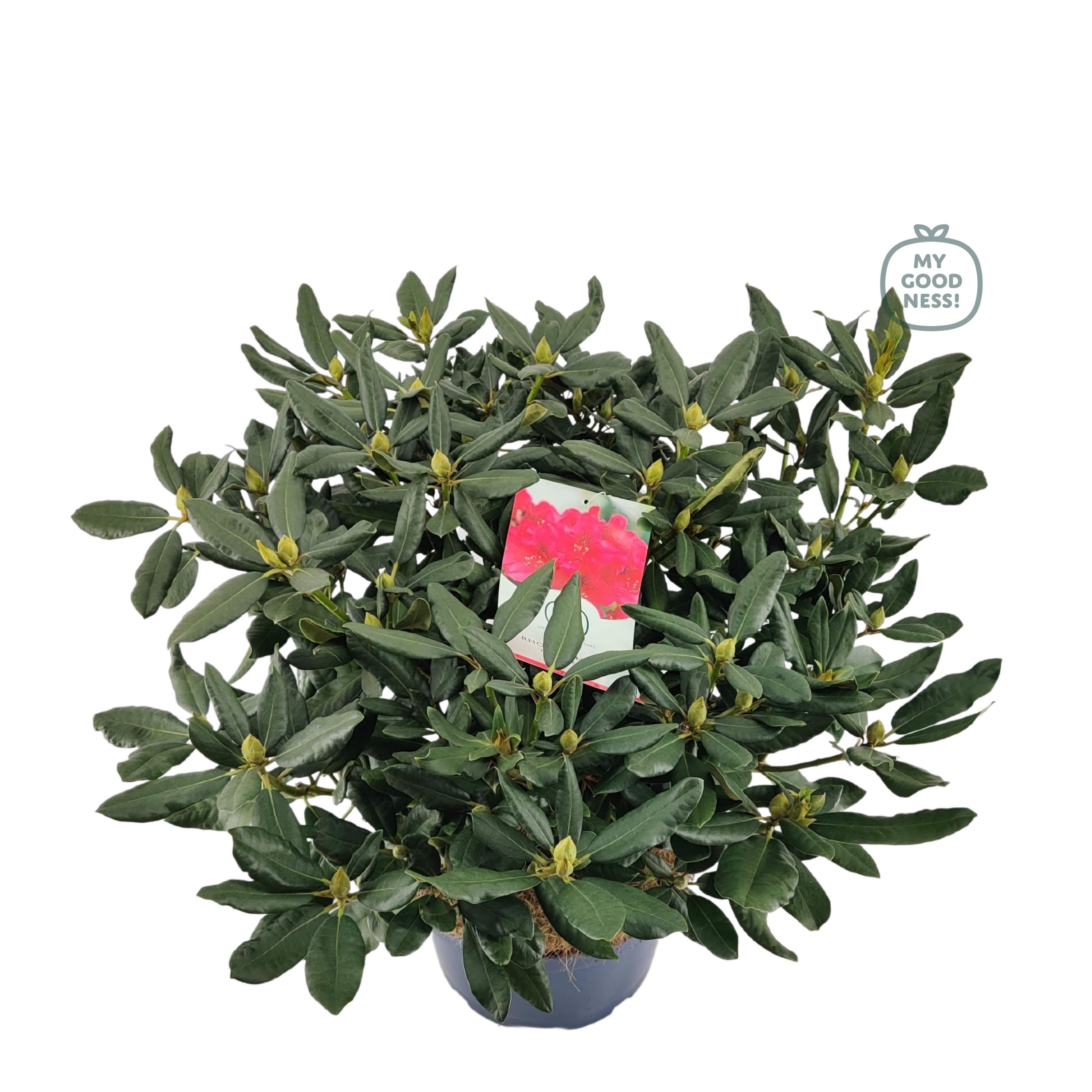 Rhododendron 70-80 /15 liter 'Nova Zembla', D 34