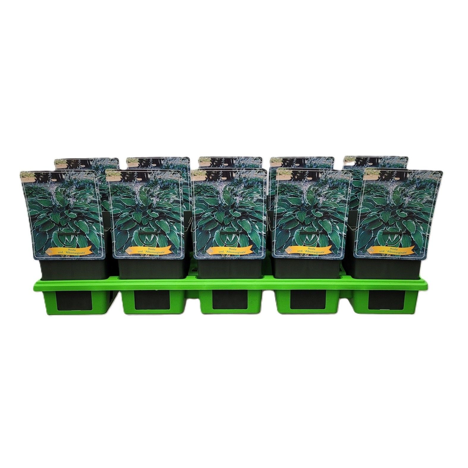 Hosta x undulata 'Albomarginata' P11, D 11