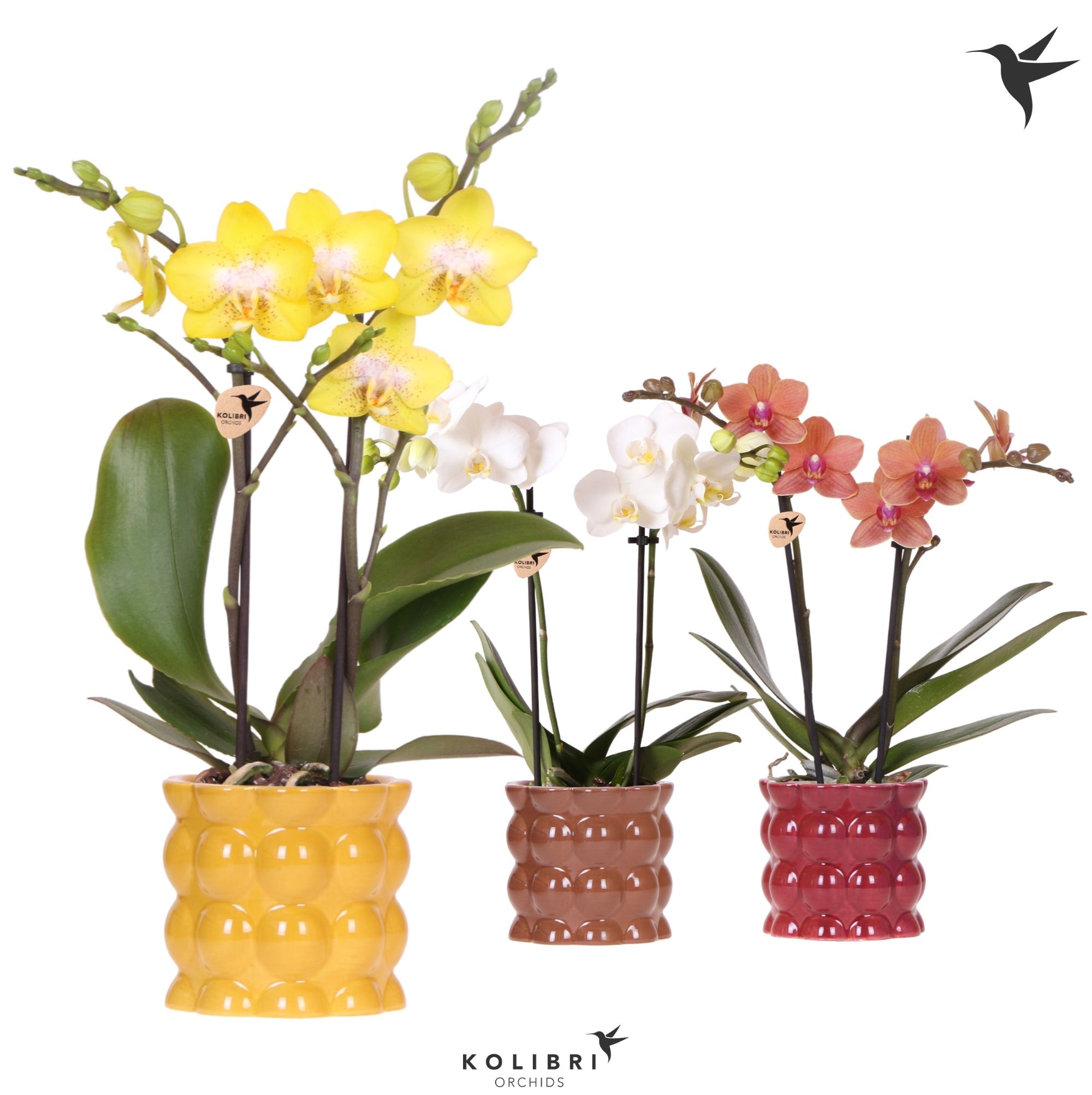 Kolibri Orchids Phalaenopsis mix 2 spike in Cotton pot yellow mix, D 9