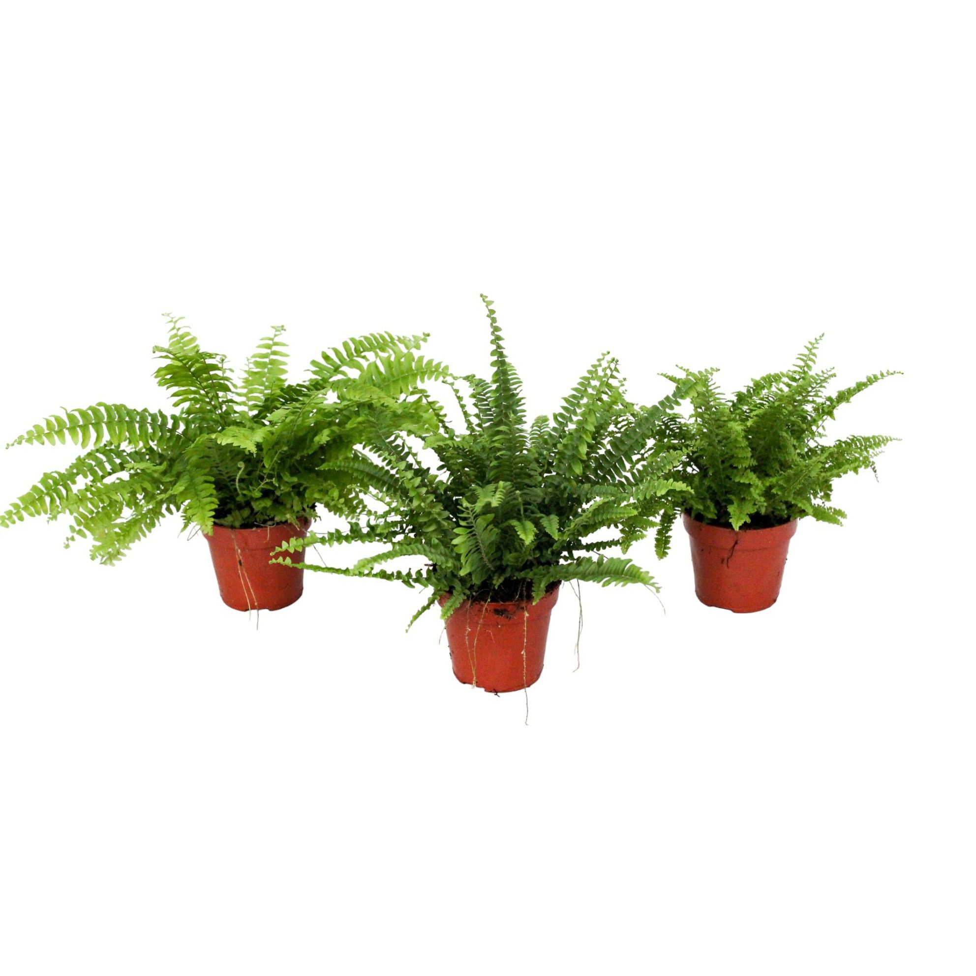 Nephrolepis Gemengd GEEN hoes, D 12