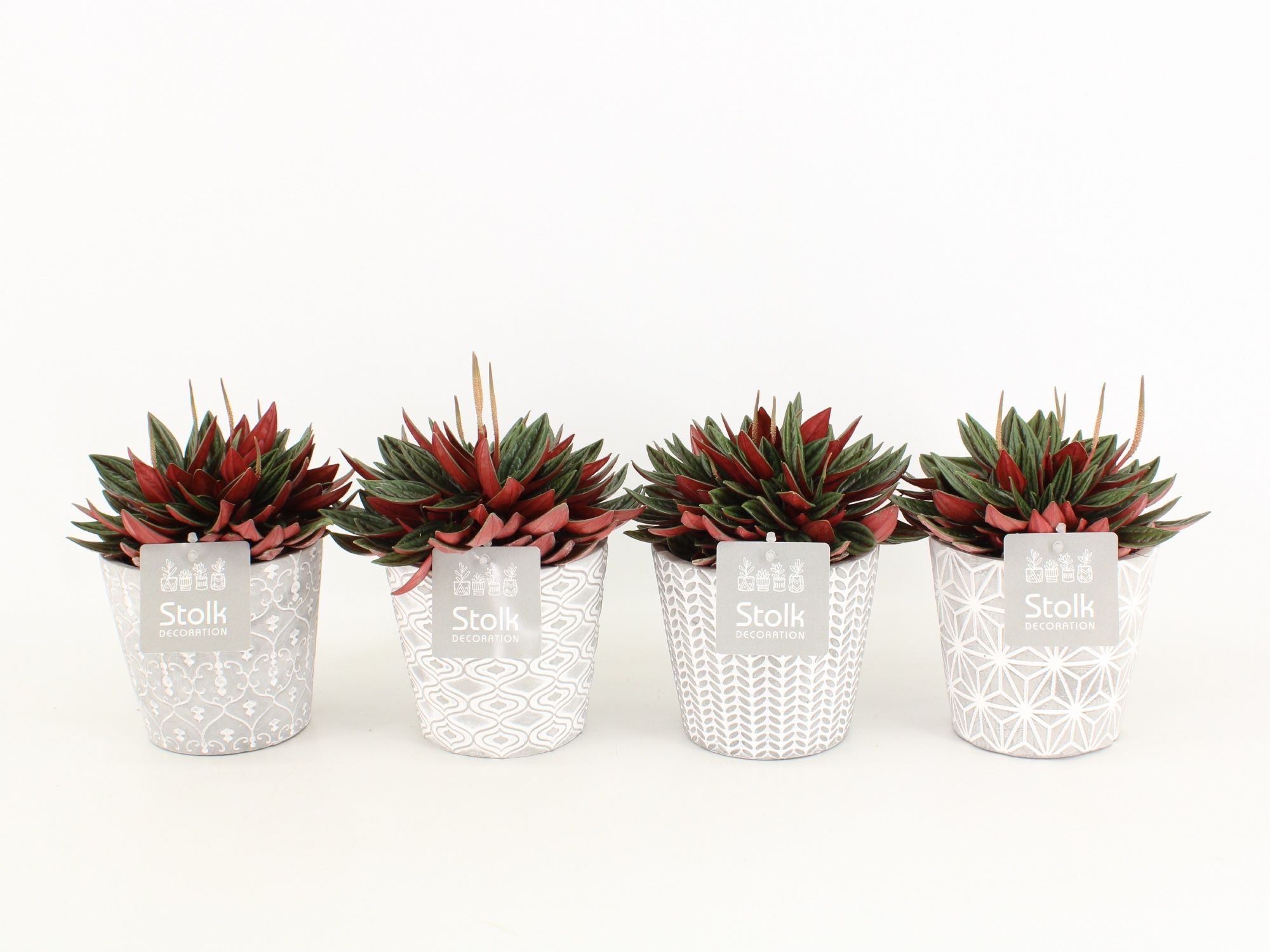 Peperomia Rosso in Star Pot, D 13