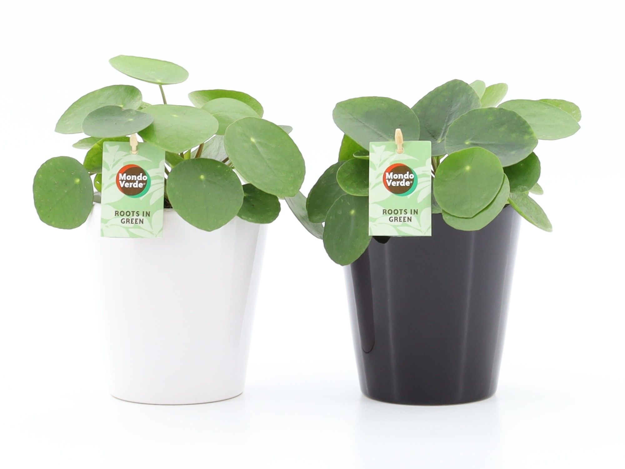 Pilea Peperomioides in Zwart-Wit keramiek, D 13