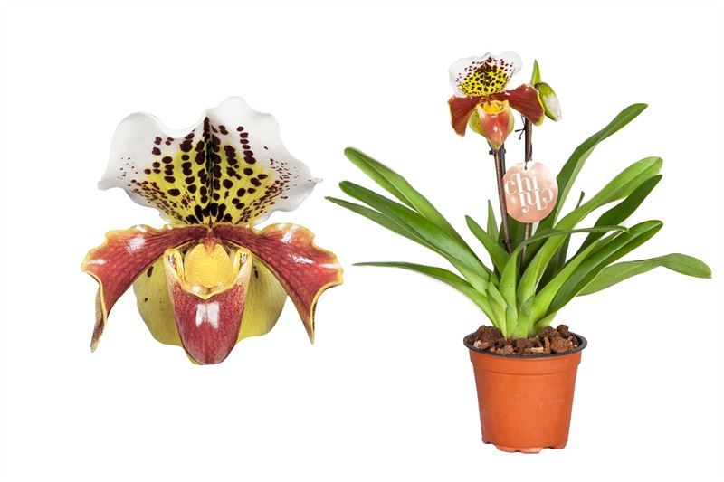 Paphiopedilum p12 USA hybride 2bl, D 12