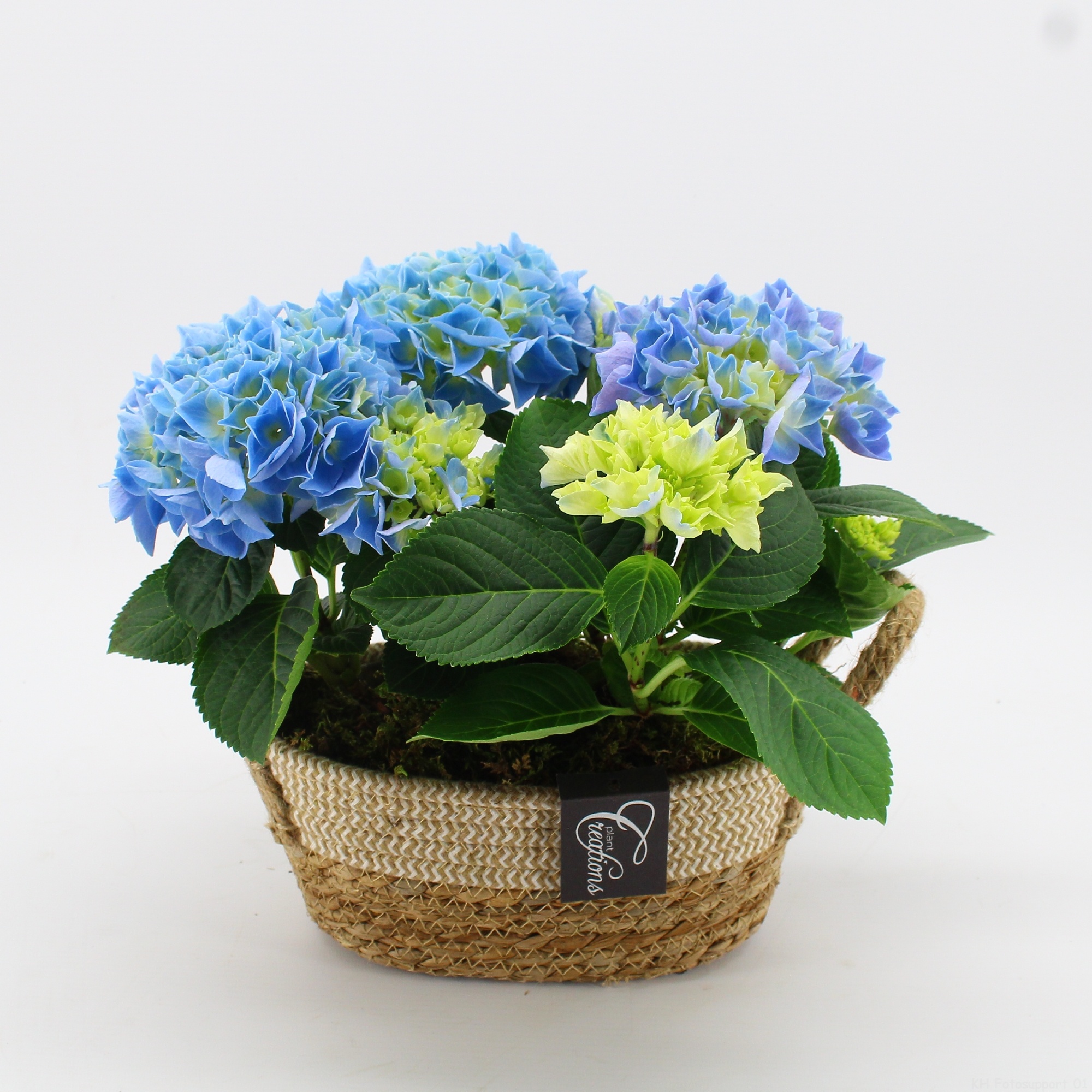 KHCR-2610B Hydrangea creations, D 24