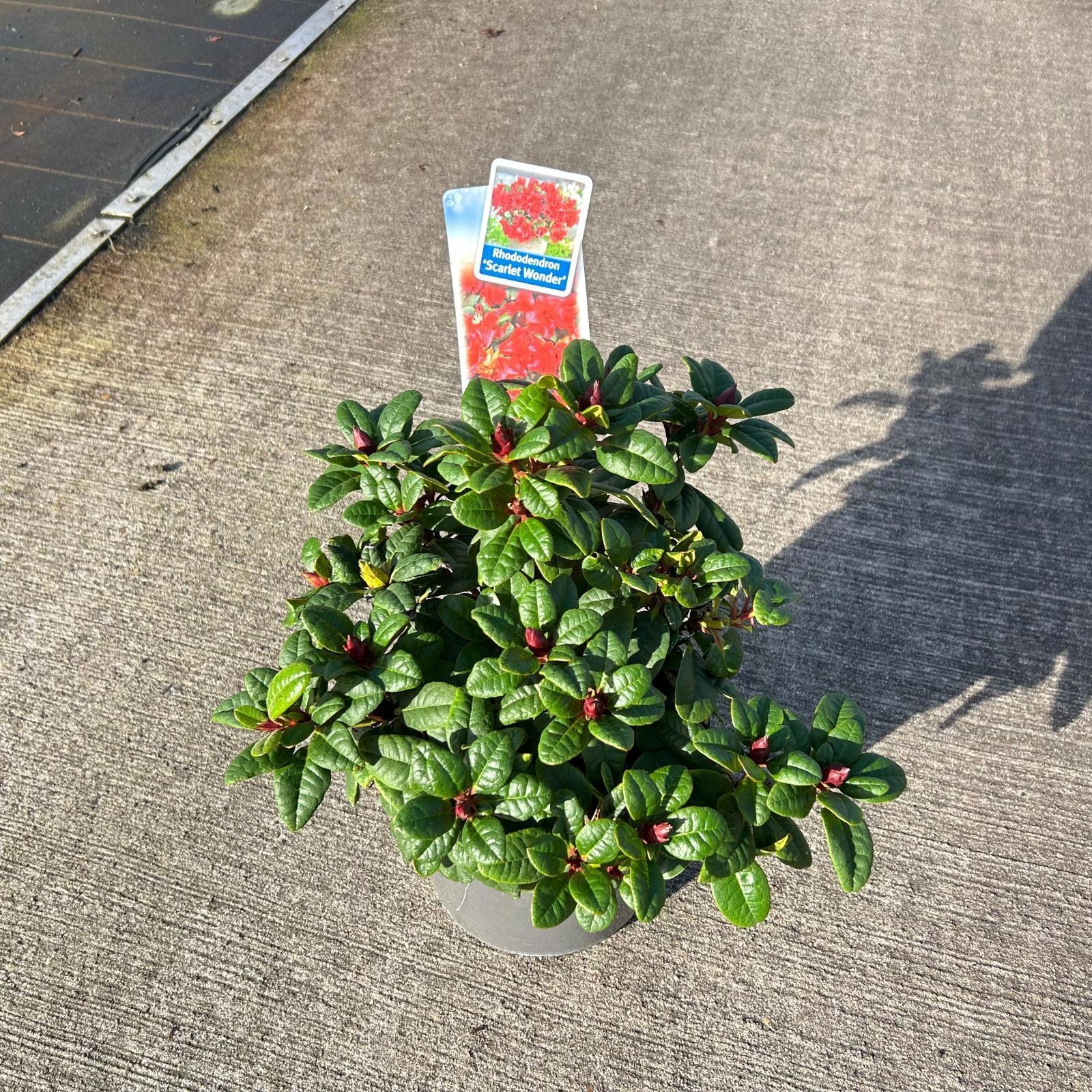 Rhododendron forrestii 'Scarlet Wonder', D 19