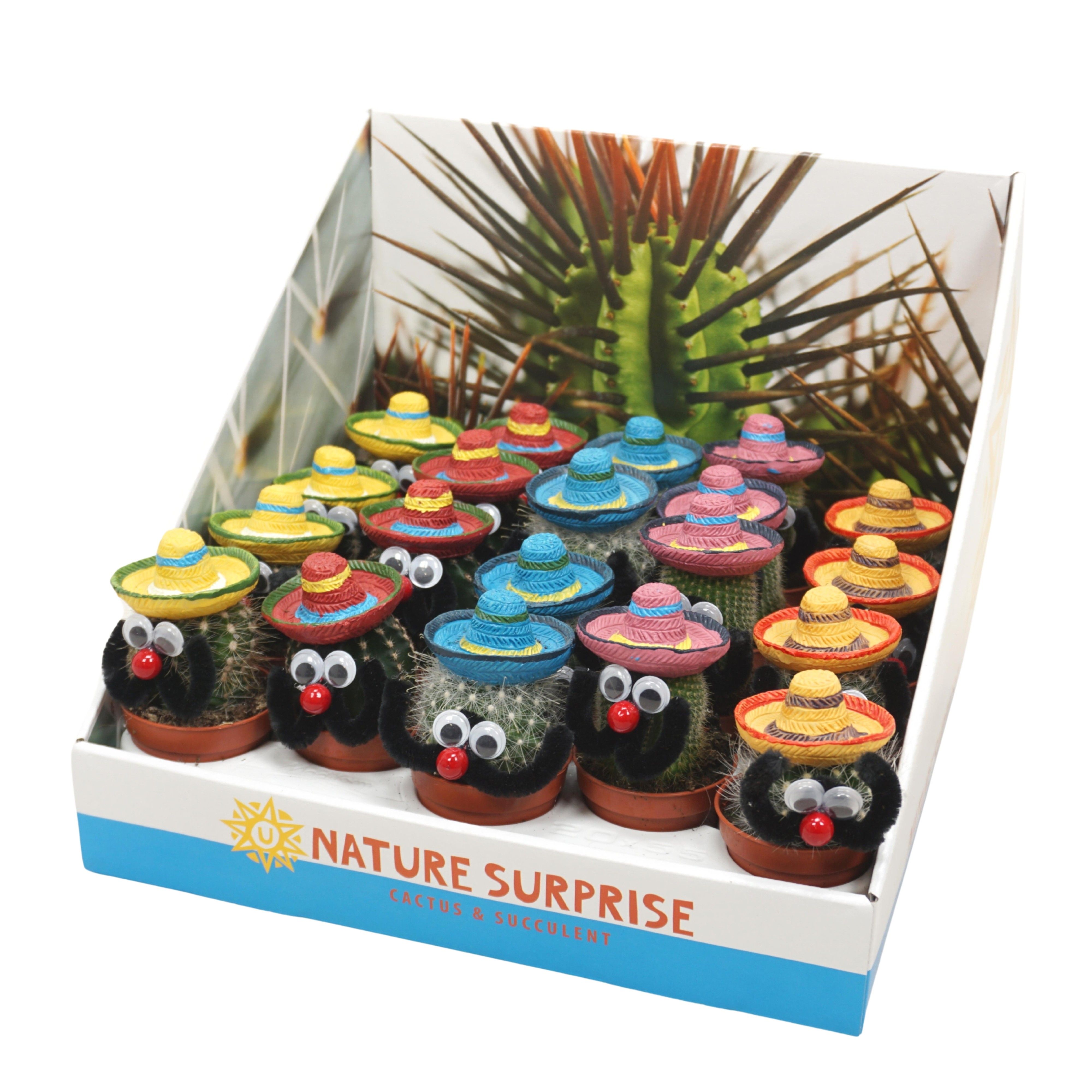 Mexicaanse mannetje cactus 5,5 cm in presentatiedoos, D 5,5