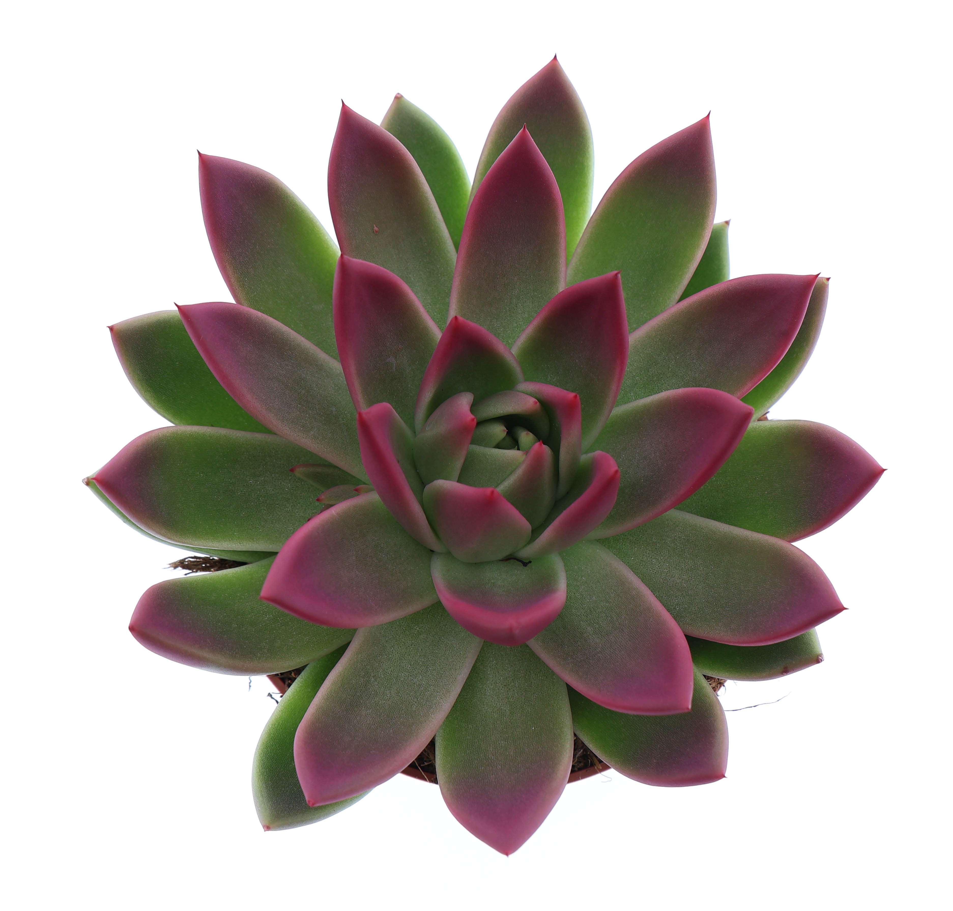 Miranda tips bordeaux red, D 12