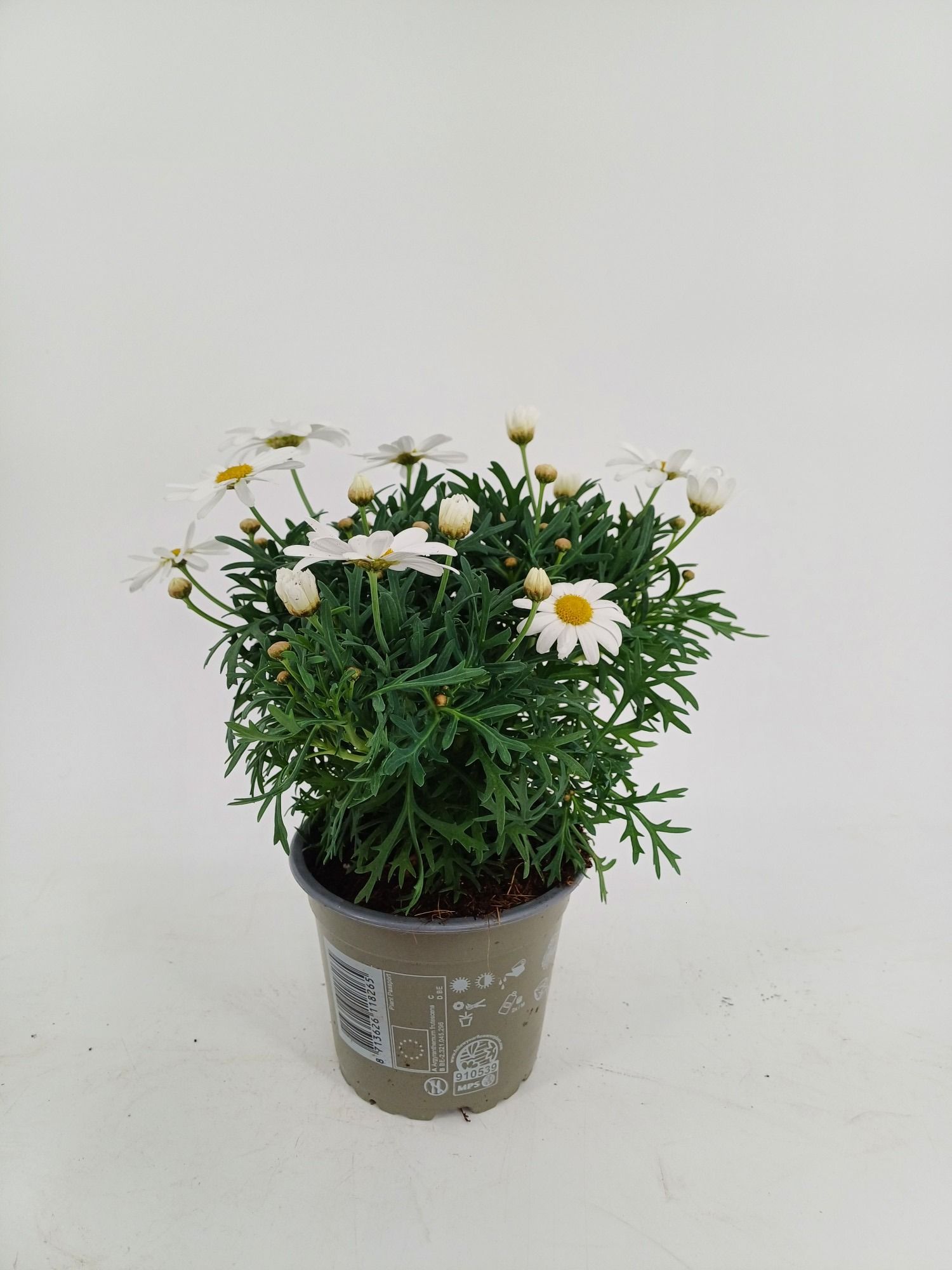 margriet wit p12, D 12