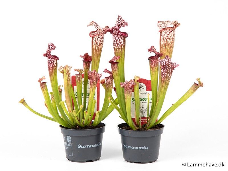 SARRACENIA LEUCOPHYLLA 106 'Mississippi', D 9
