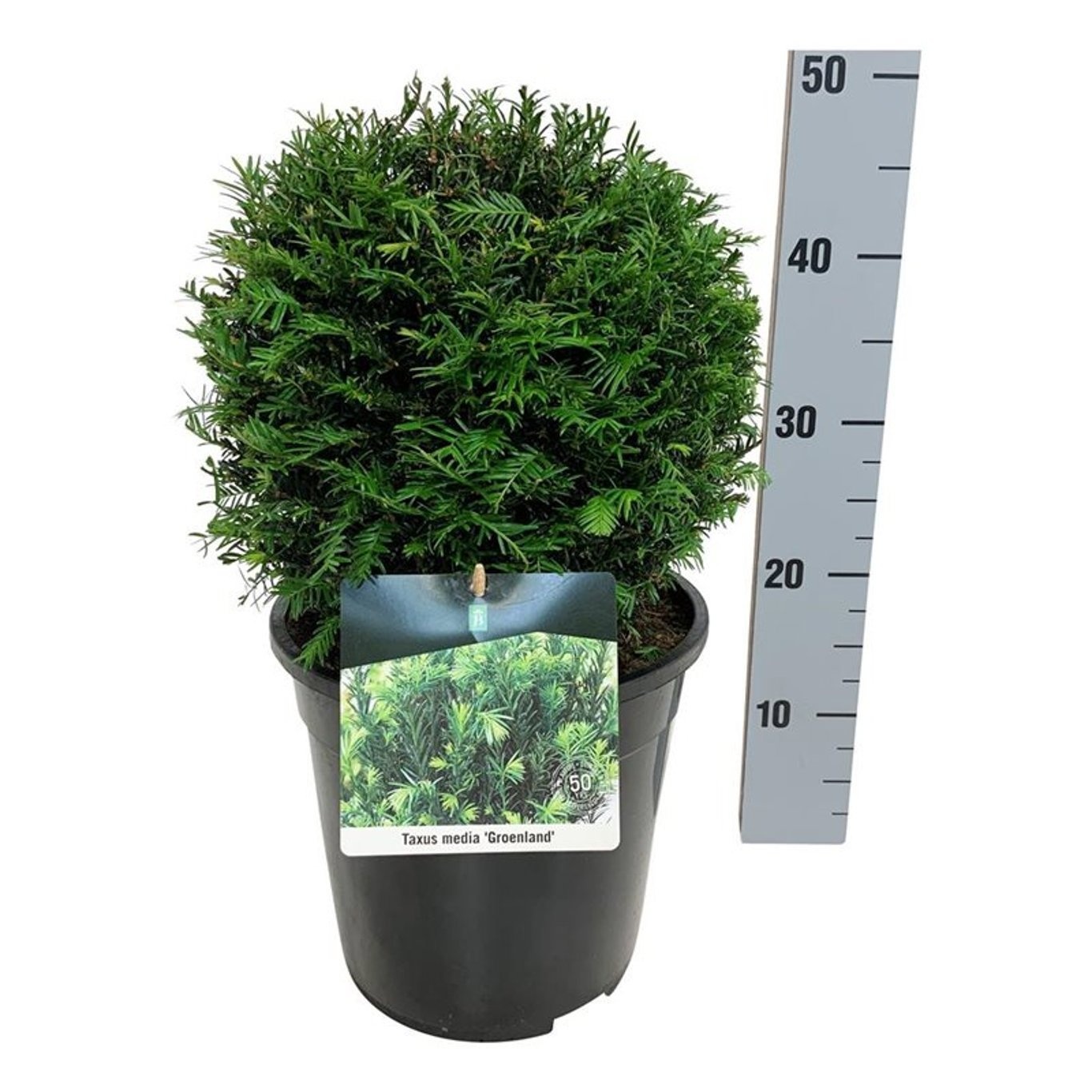 Taxus media 'Groenland', D 24