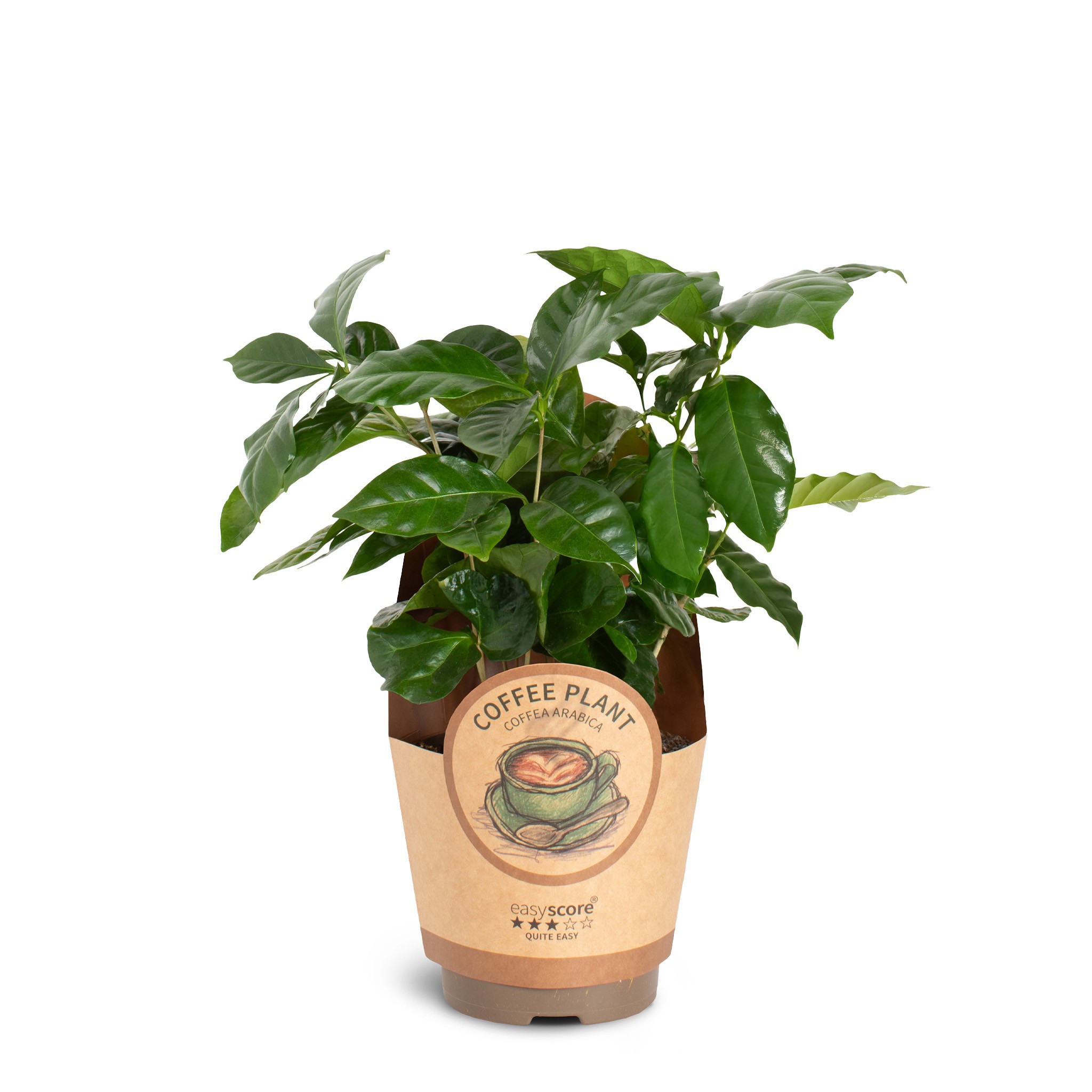 Coffea Arabica, D 11