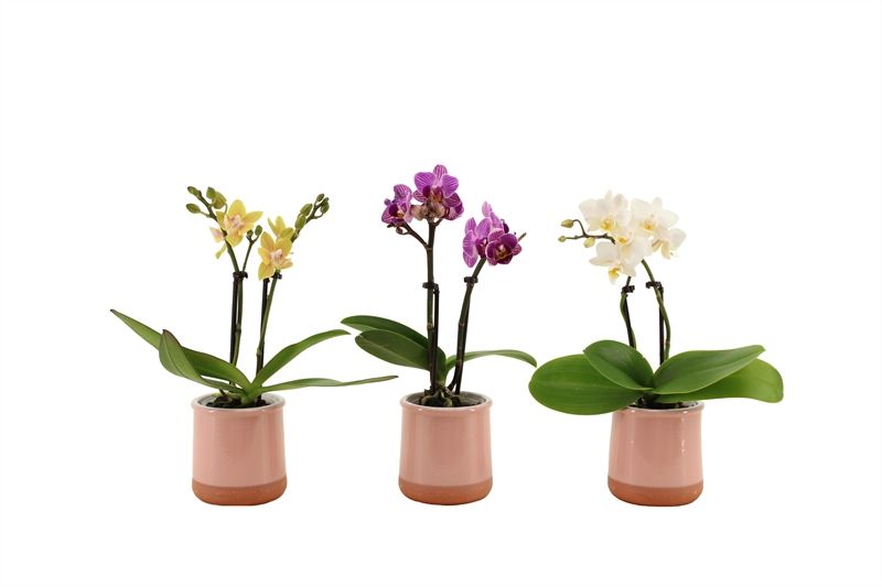 Valencia p06 pink Phal Tiny Dolls mix 2T10+ Aqu@, D 6