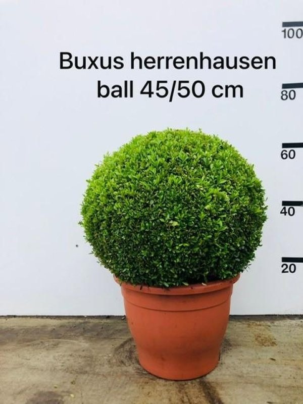 Buxus micr. 'Herrenhausen', bol, D 40