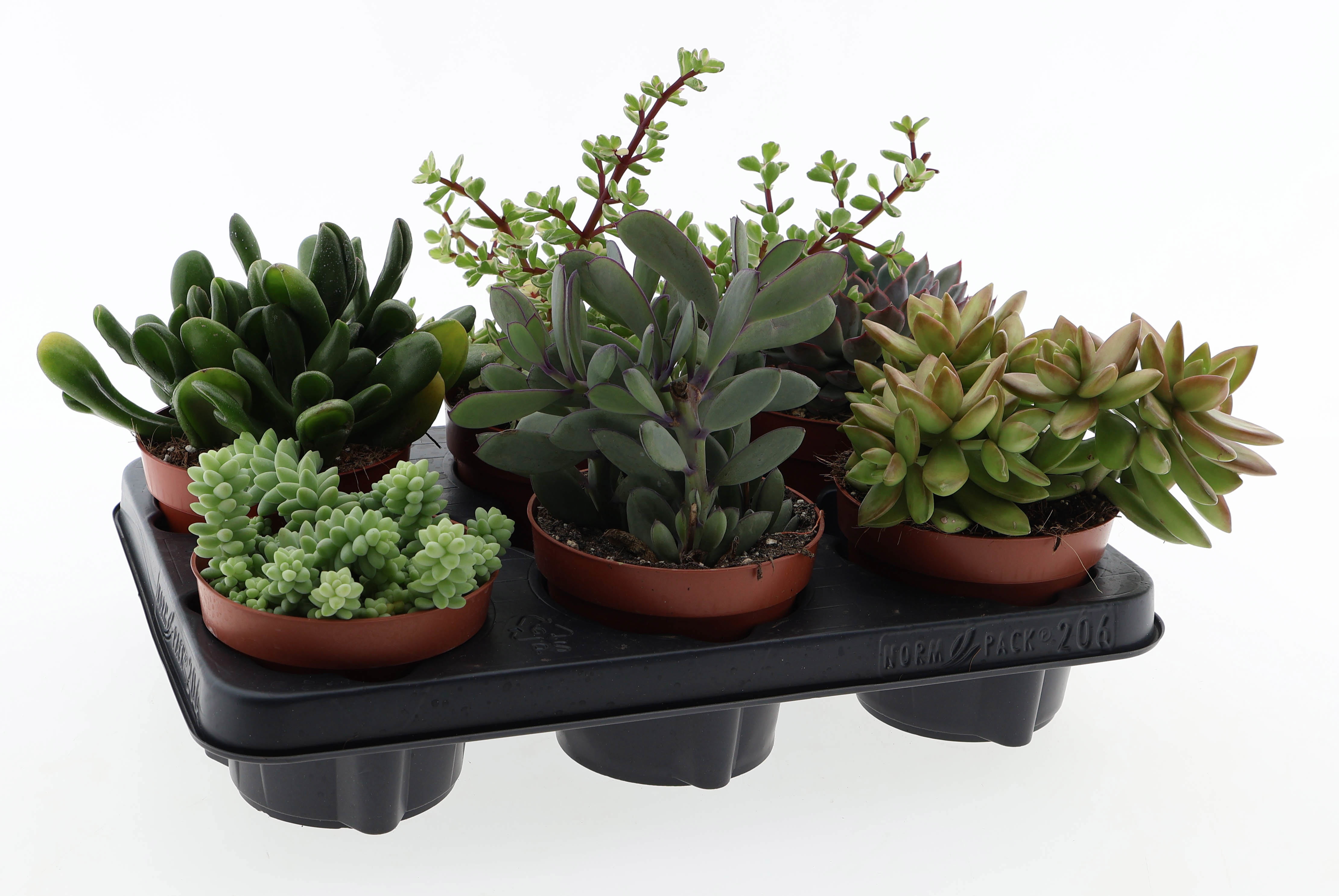 Succulenten mix, D 12