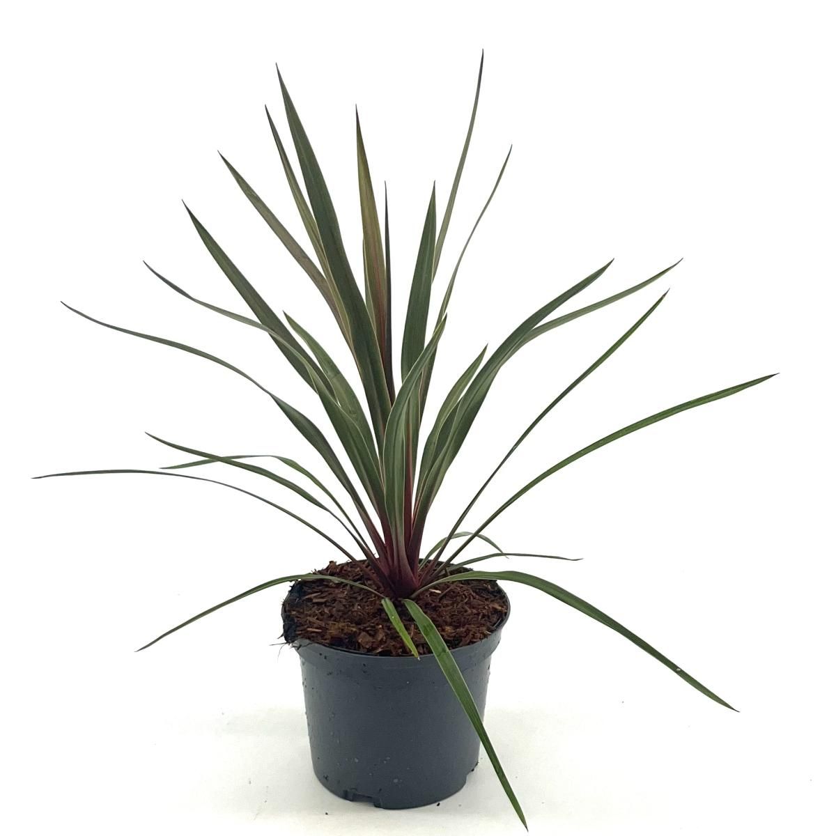Cordyline aus. 'Red Heart', D 17